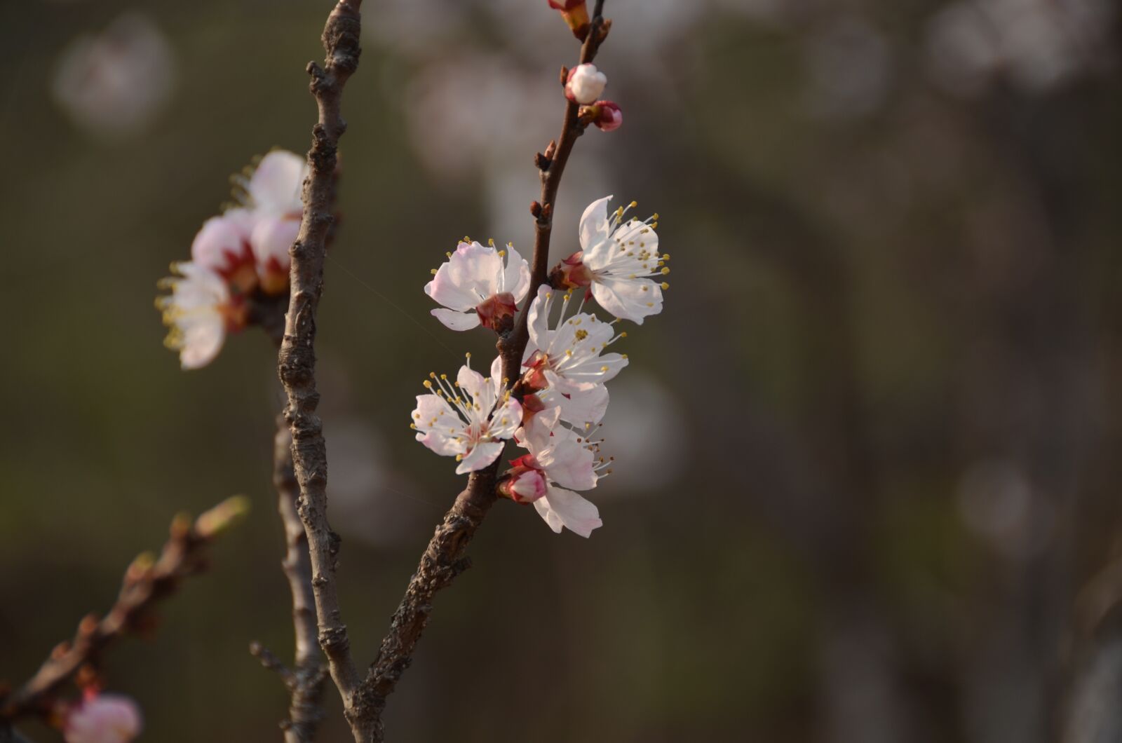 Nikon D7000 sample photo. Plum, boring, shooting photography