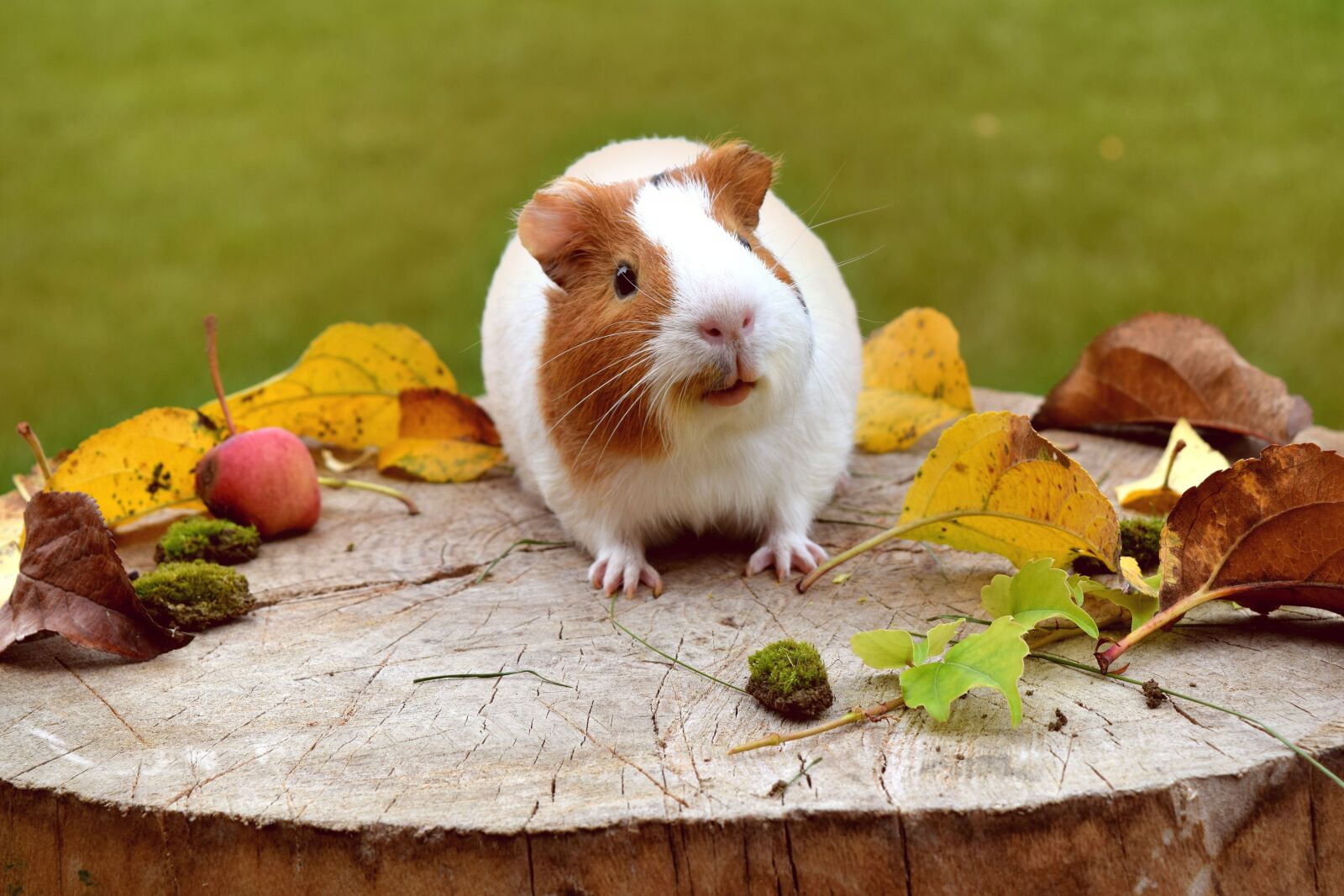 Nikon D3300 sample photo. Guinea pig, cute, funny photography