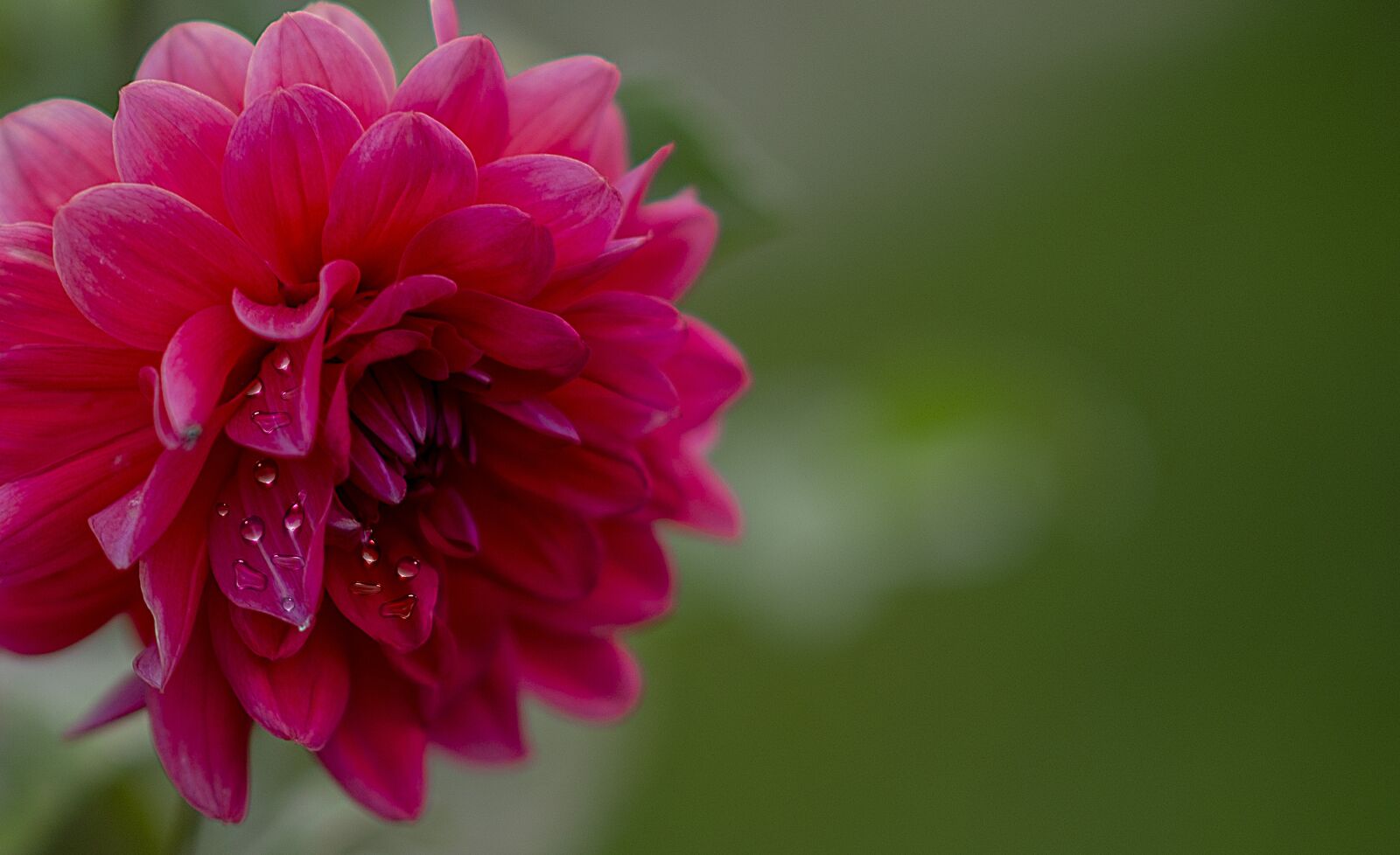 Nikon D600 sample photo. Flower, drops of water photography