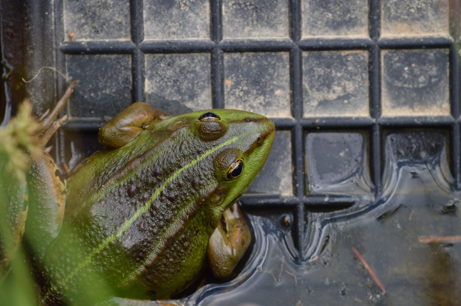 Nikon D3200 sample photo. Frog, pond, animal photography