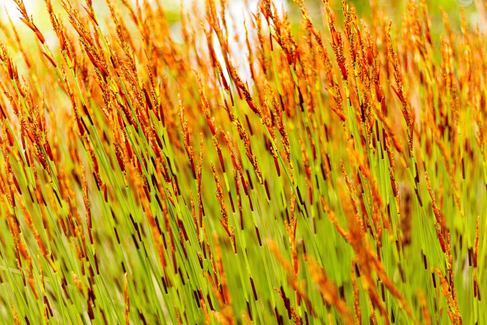 Canon EOS 80D sample photo. Grass, green, brown photography