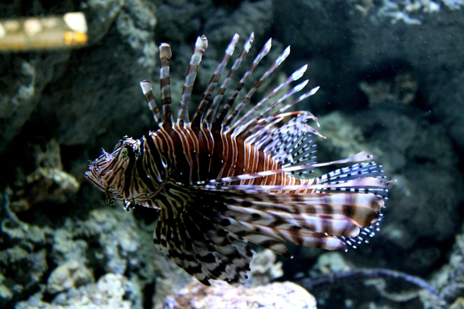Canon EOS 1100D (EOS Rebel T3 / EOS Kiss X50) sample photo. Fish, aquarium, nature photography
