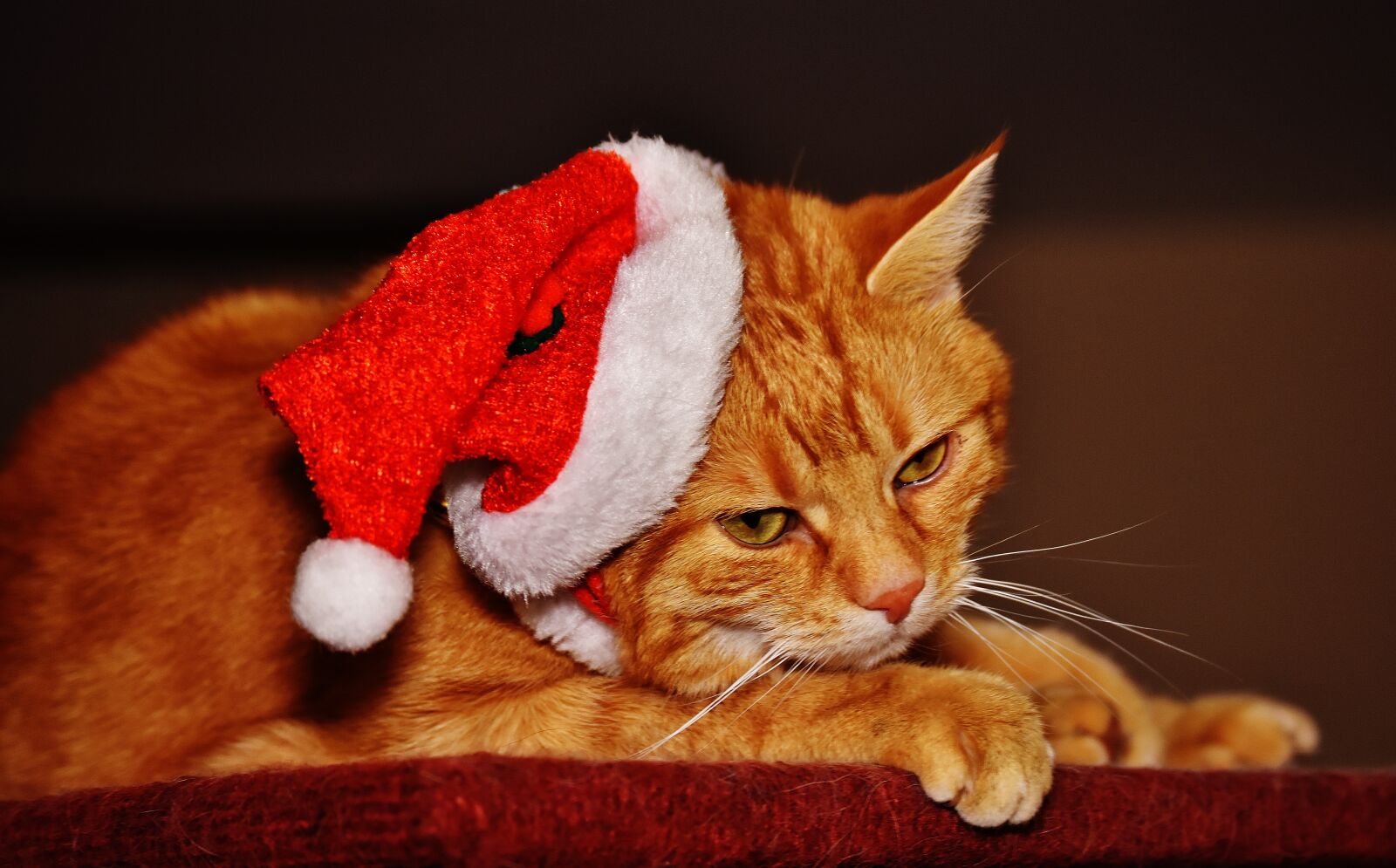 Nikon D7200 sample photo. Cat, red, christmas photography