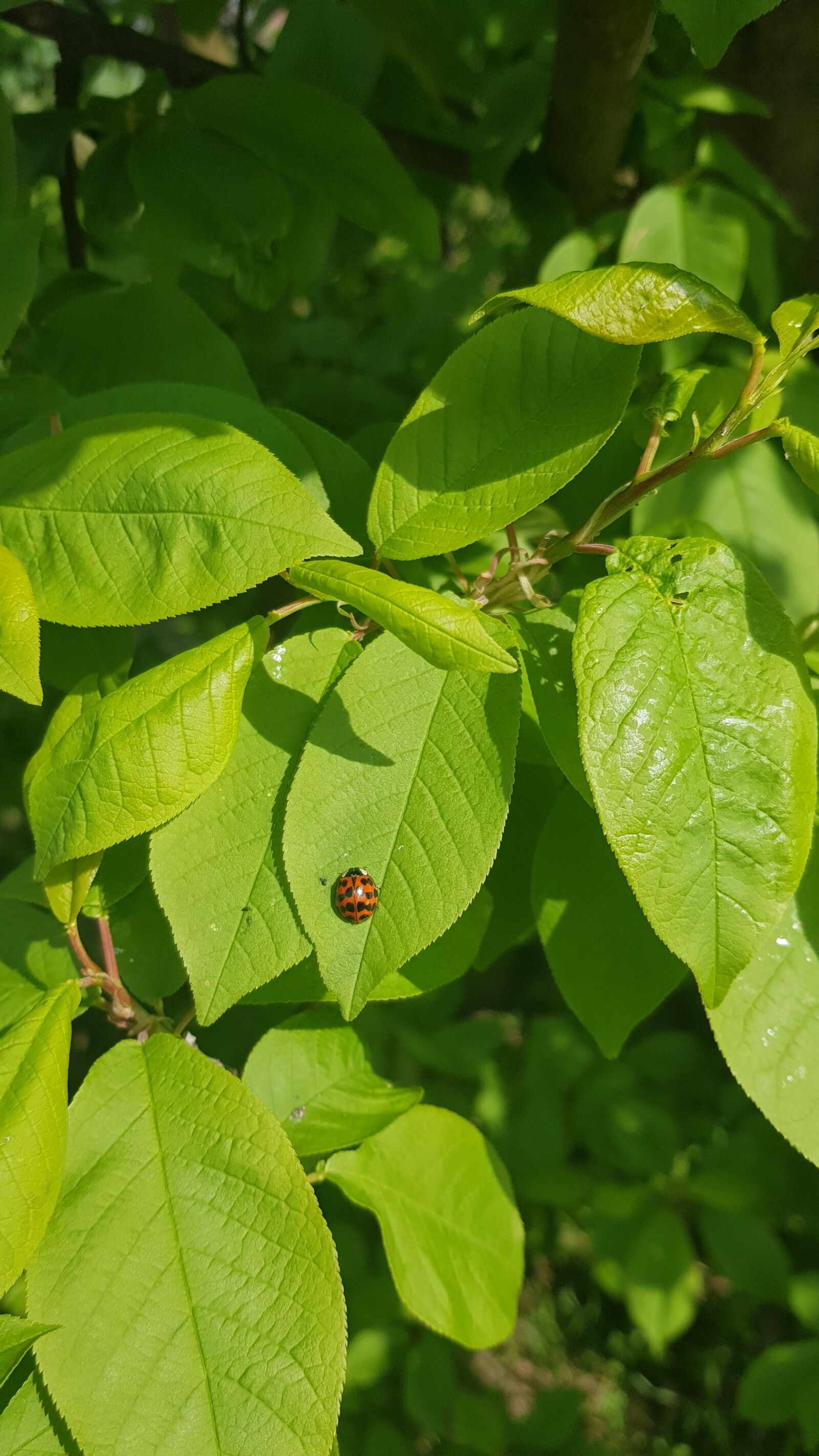 Samsung Galaxy S8+ sample photo. Leaf, ladybug, insect photography