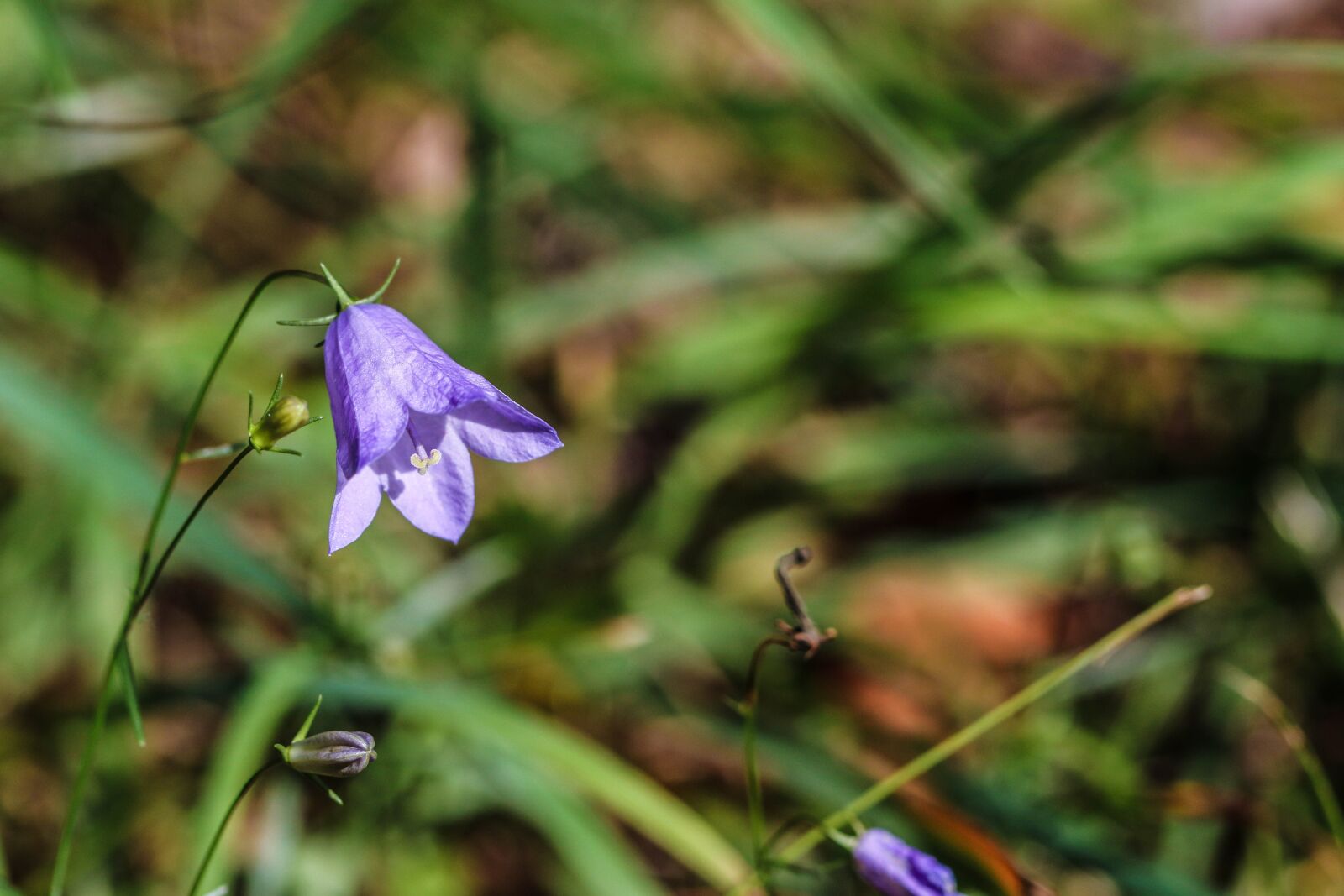 Canon EOS 7D Mark II sample photo. Bluebell, wildflower, bellflower photography