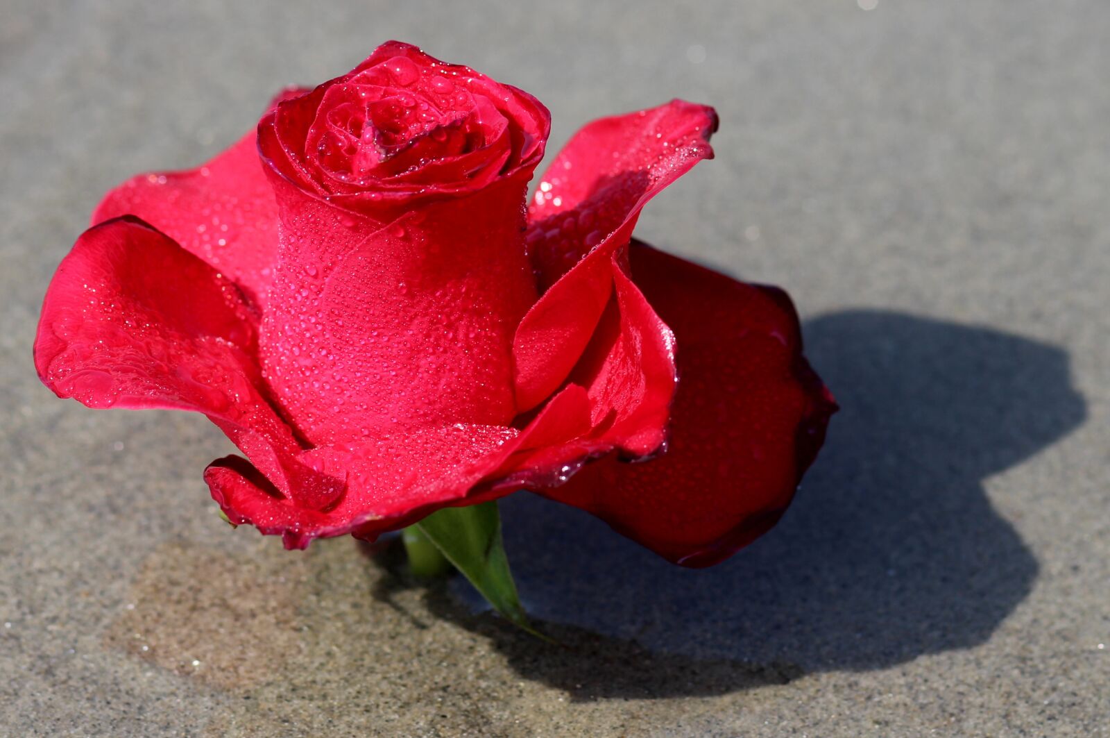 Canon EOS 700D (EOS Rebel T5i / EOS Kiss X7i) + Canon EF 85mm F1.8 USM sample photo. Rose, water, flower photography