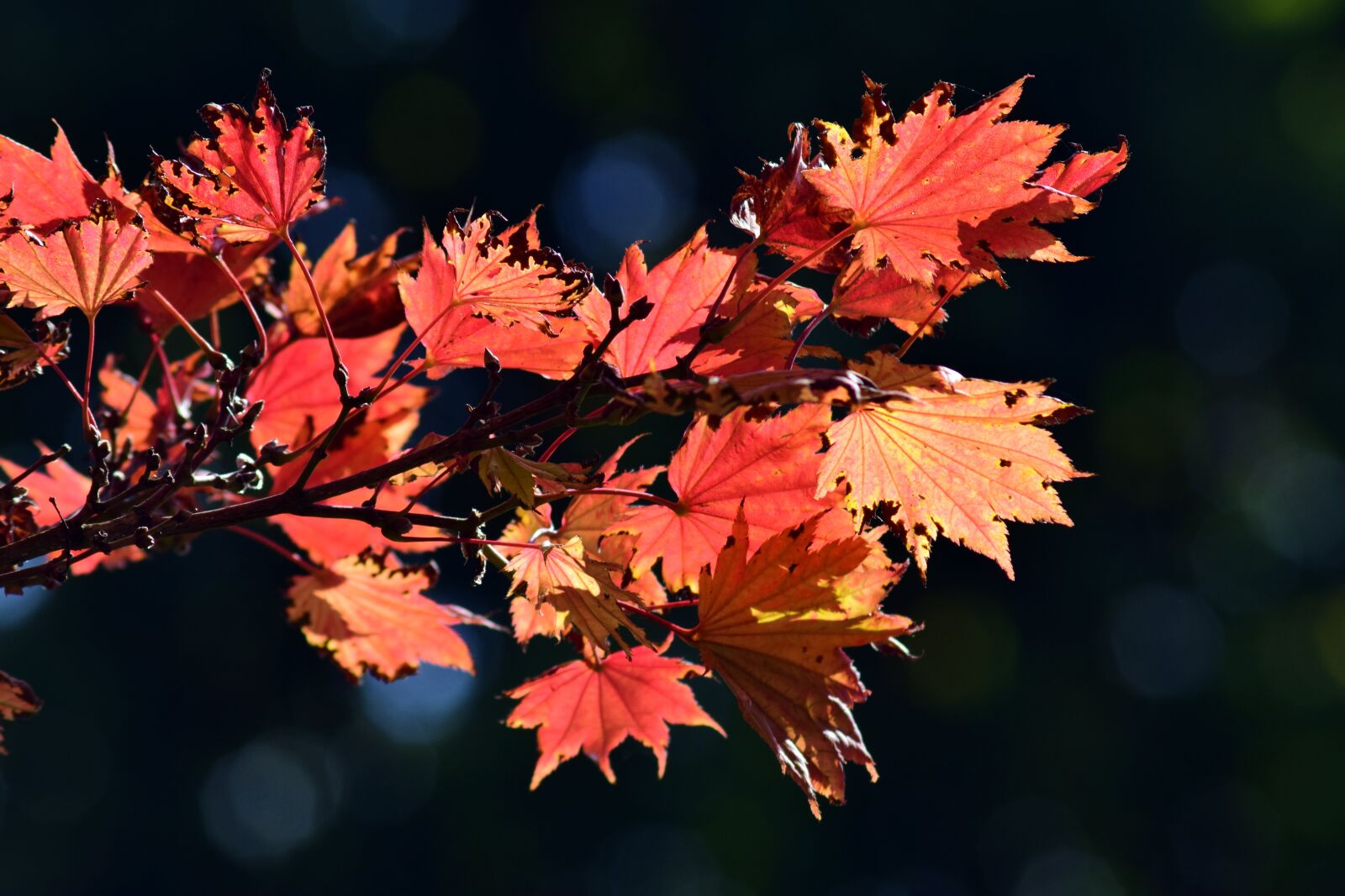 Nikon D3300 sample photo. Japanese fire maple, aureum photography