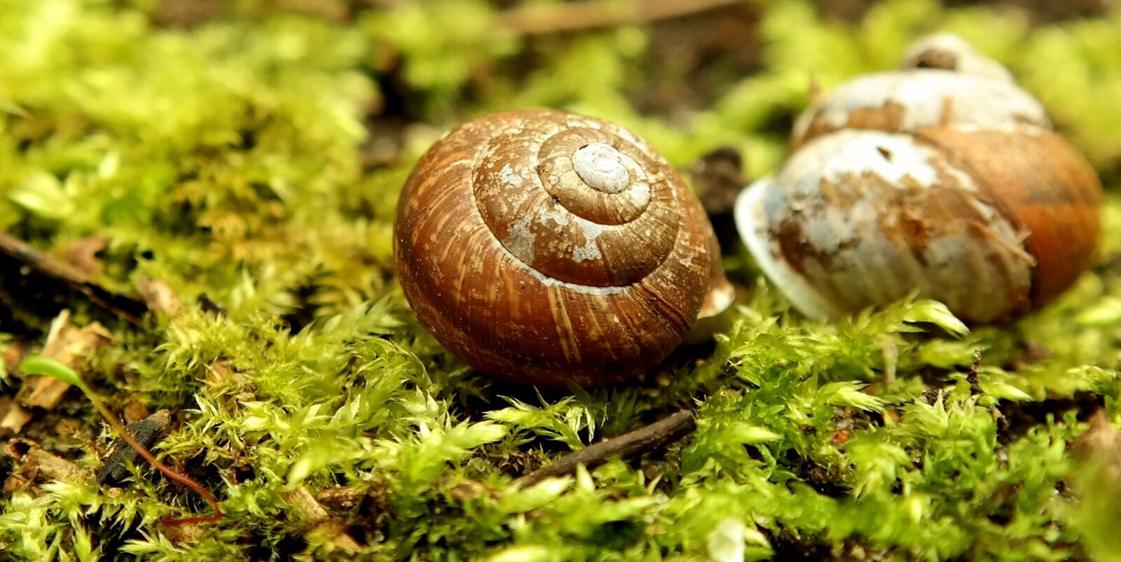 Samsung NX300M sample photo. Snail, shell, green photography