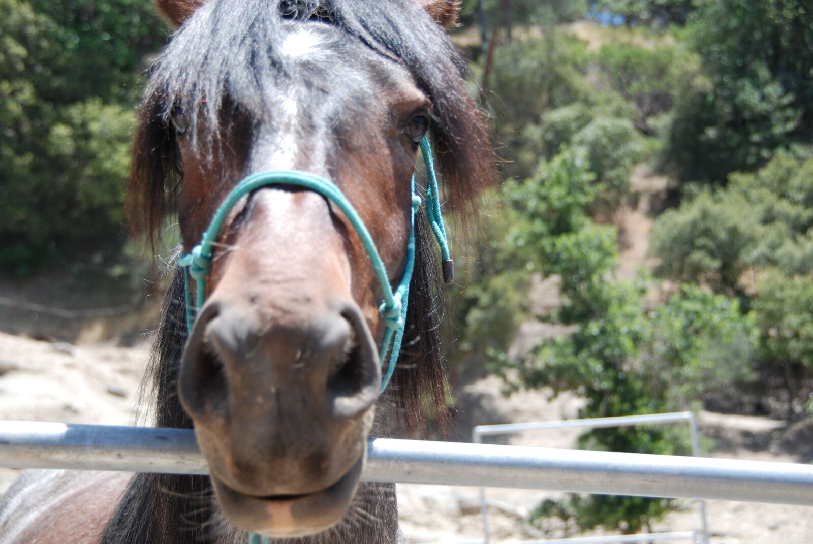 Nikon D60 sample photo. Horse, mane, horses photography