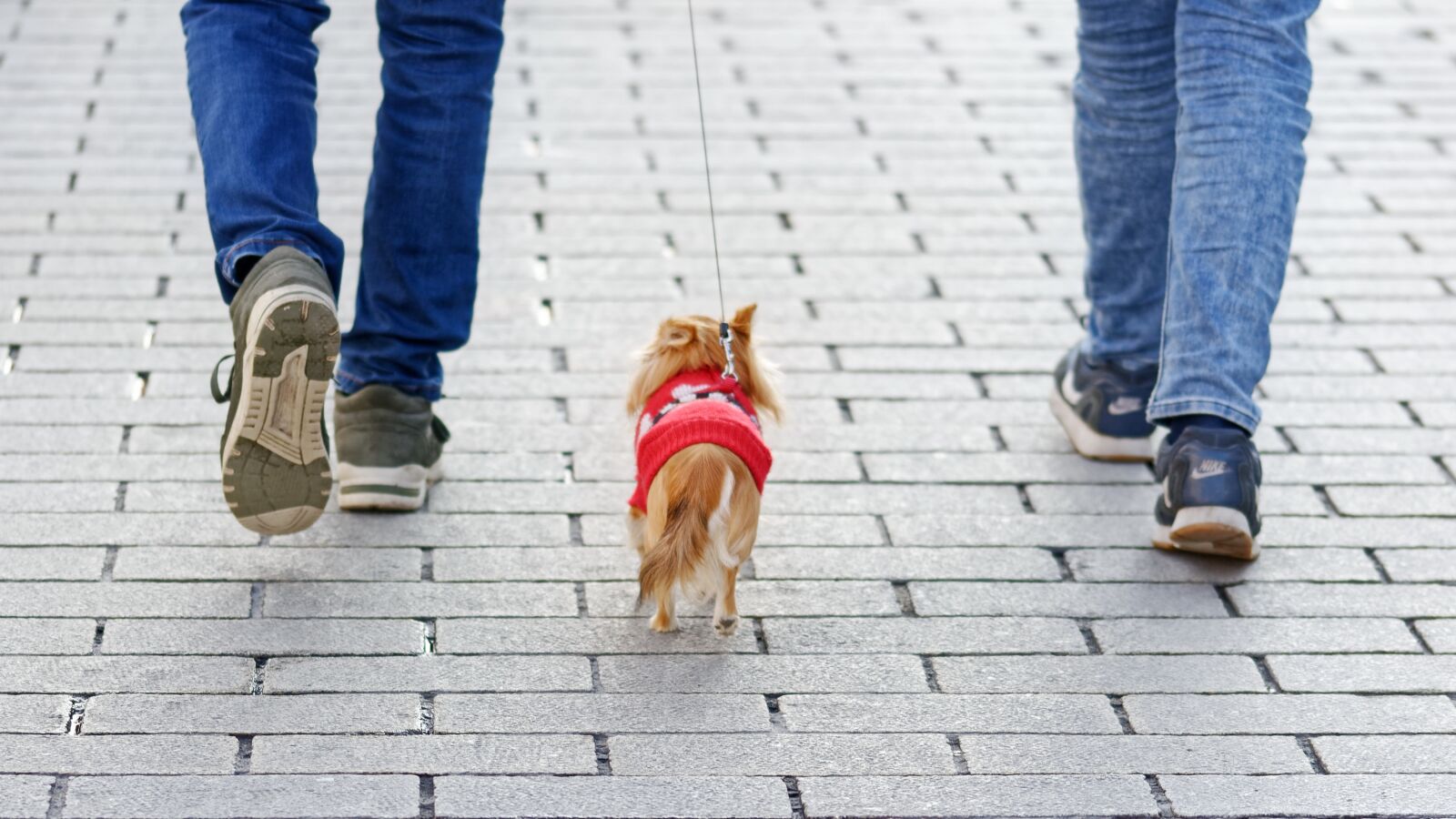 Nikon D5100 sample photo. Dog, pet, canine photography
