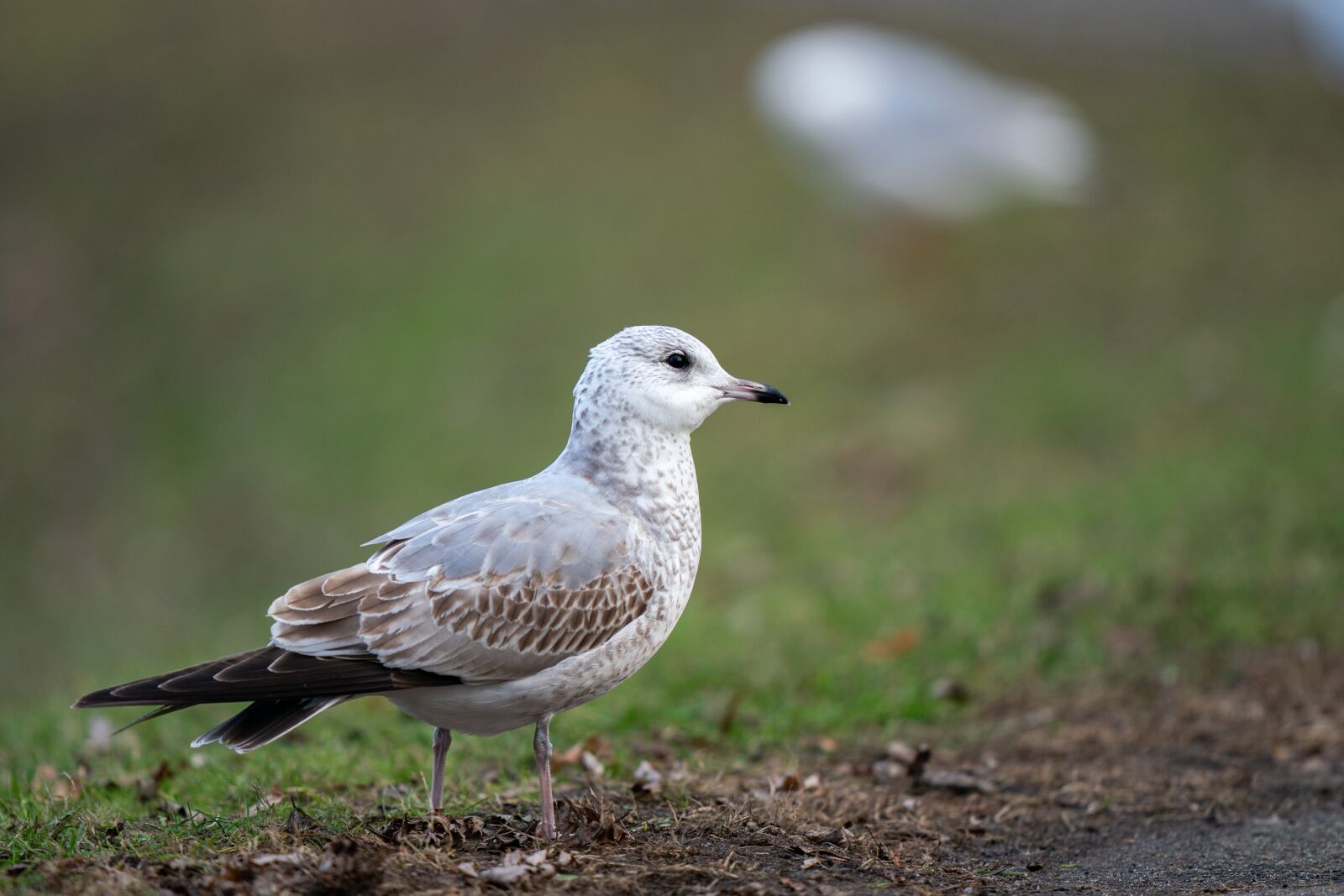 Sony a9 sample photo. Common gull, larus canus photography