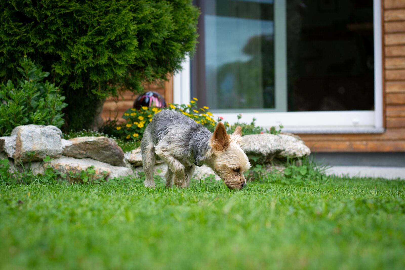 Nikon D7100 sample photo. Dog, small, yorki photography
