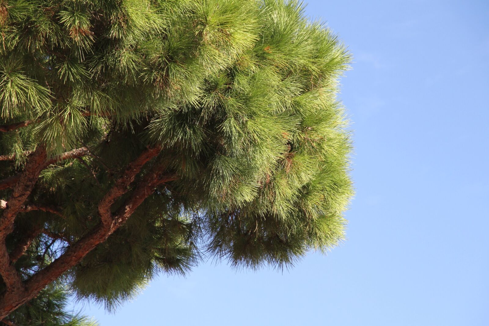Canon EOS 7D sample photo. Tree, sky, branch, leaf photography
