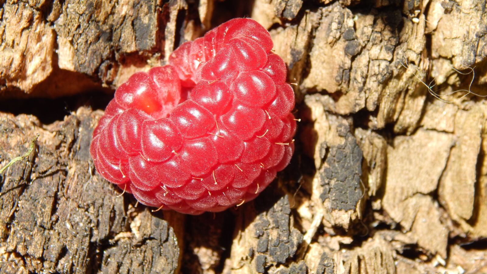 Nikon Coolpix L830 sample photo. Nature, raspberry, stump photography