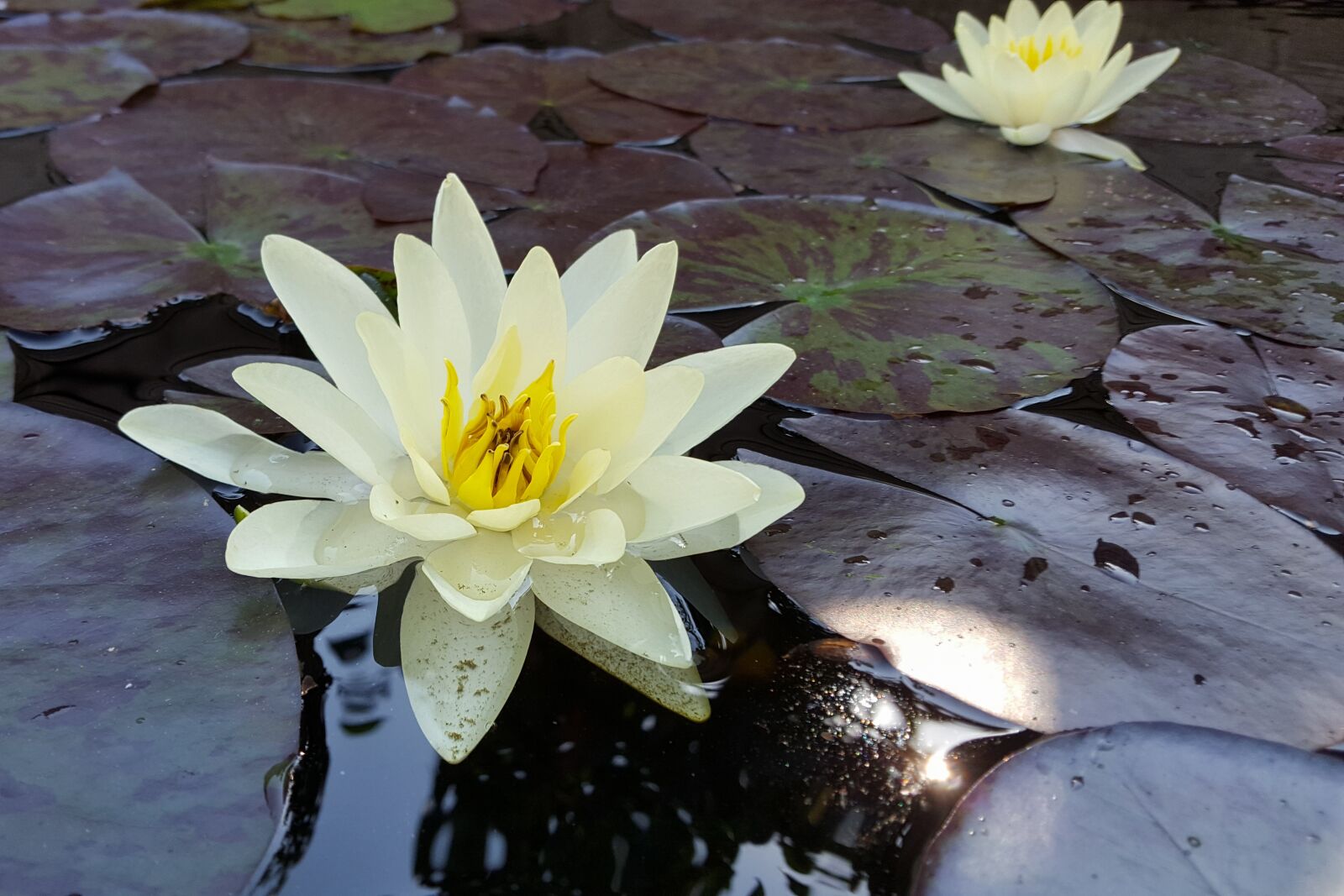 Samsung GALAXY S6 edge sample photo. Lily, water, pond photography