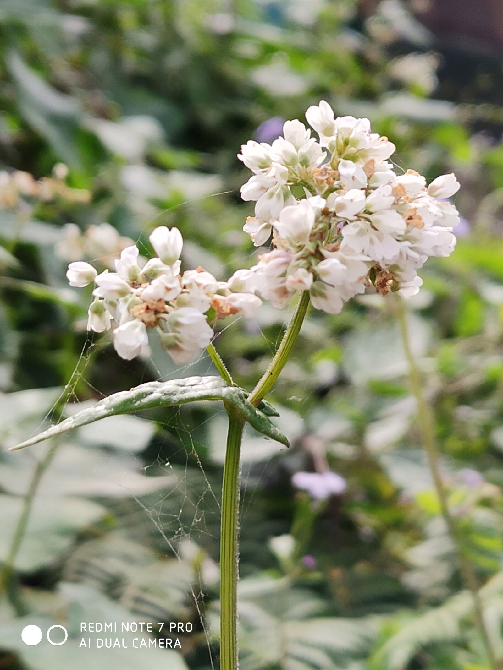 Xiaomi Redmi Note 7 Pro sample photo. Flower, white, nature photography