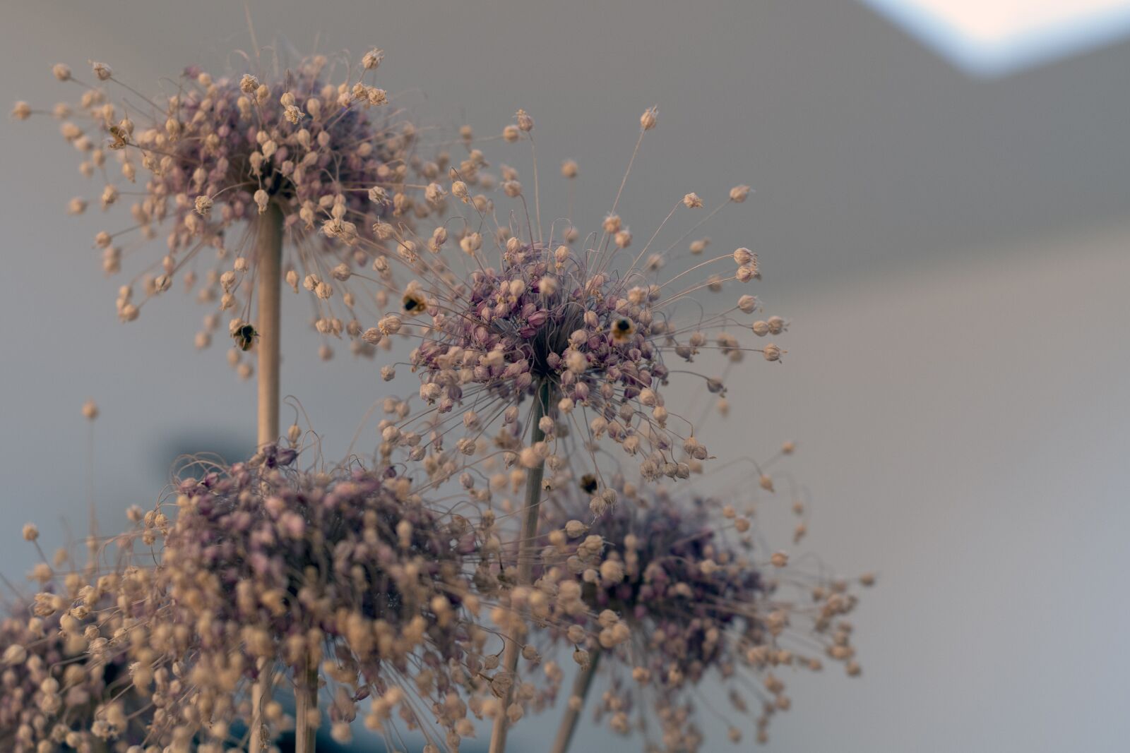 Nikon D7500 sample photo. Dry flowers, flowers, plants photography