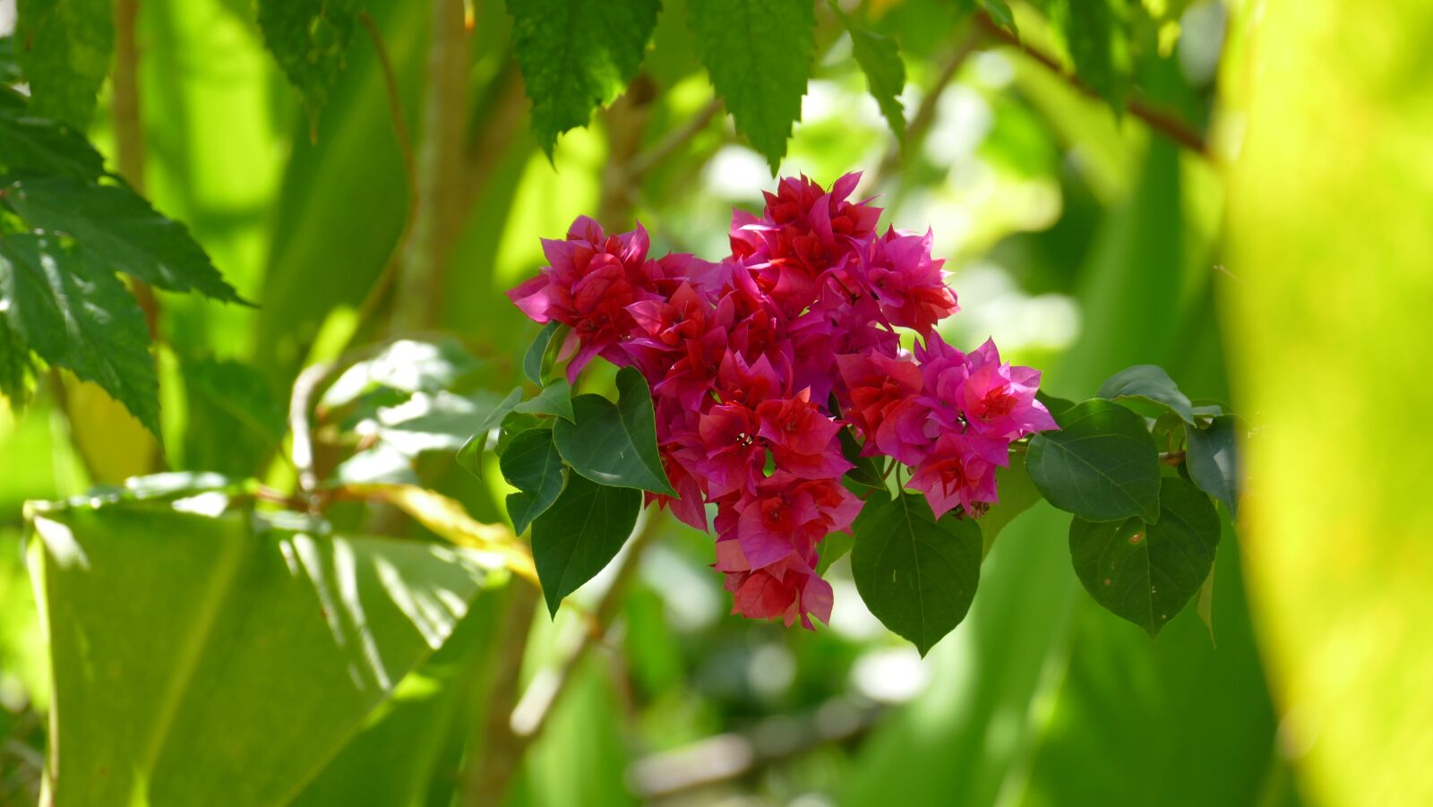 Leica V-Lux (Typ 114) sample photo. Nature, plant, flowers photography