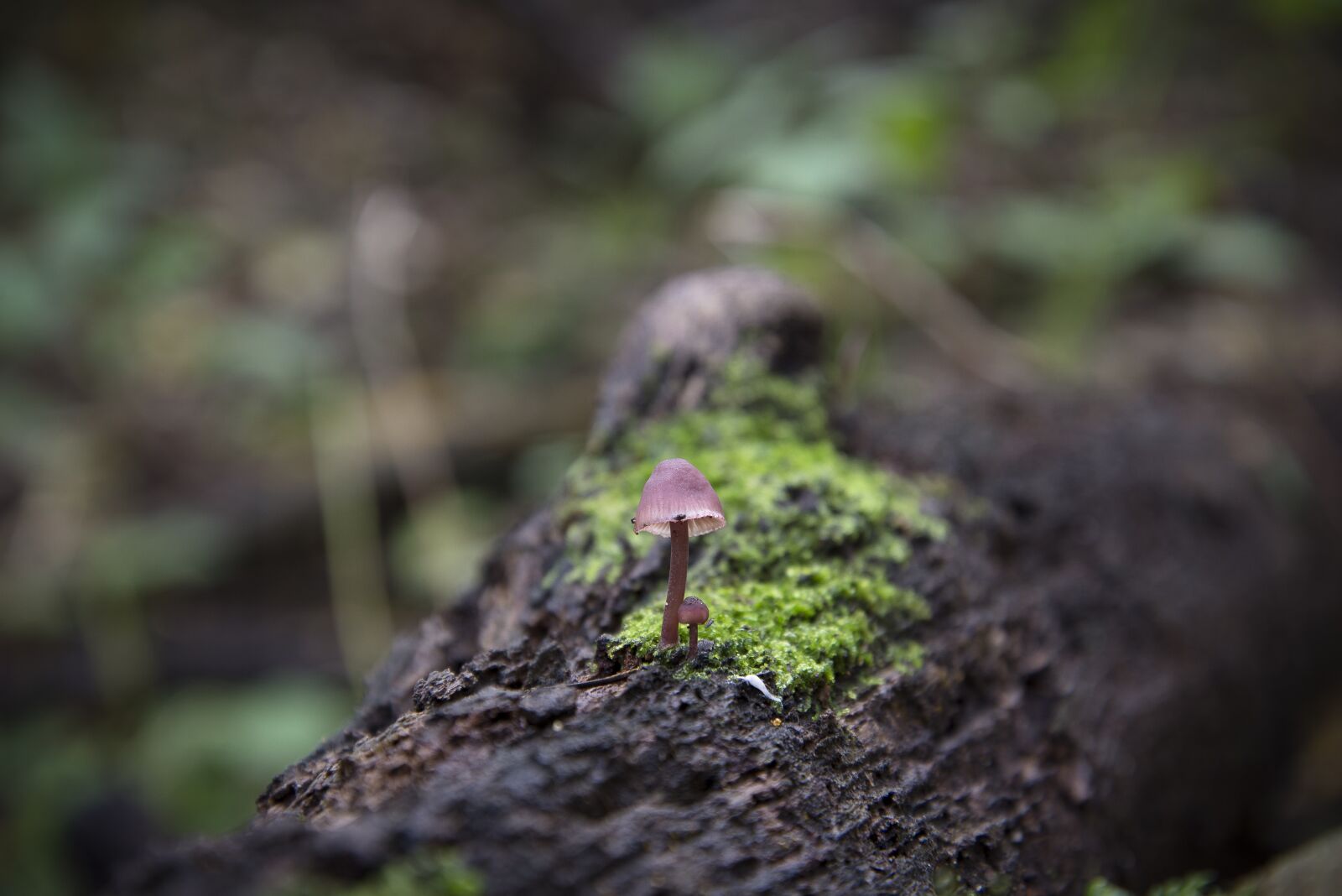 Nikon D600 sample photo. Mushroom, nature, wood photography