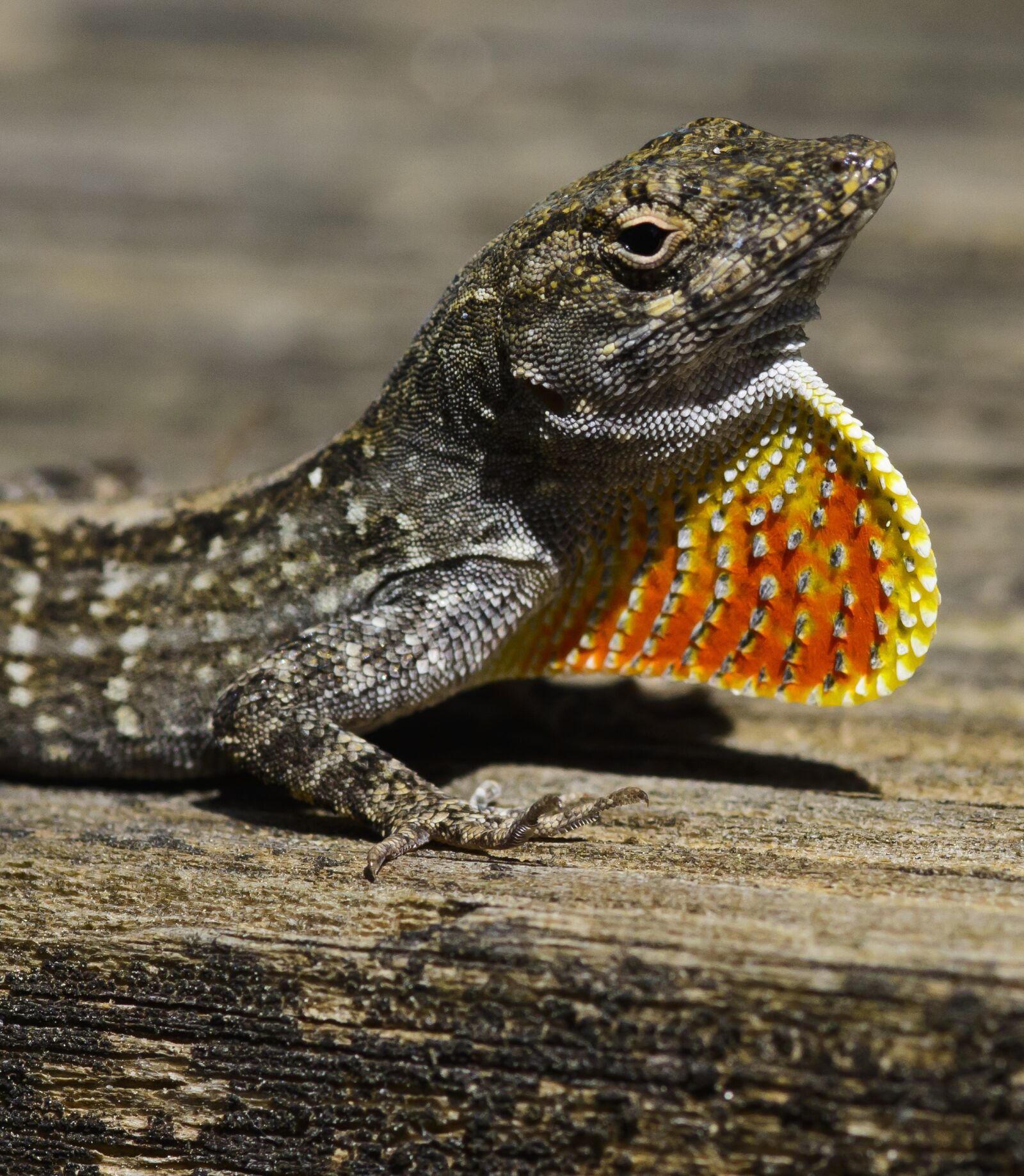 Nikon D7100 sample photo. Lizard, orange, red photography