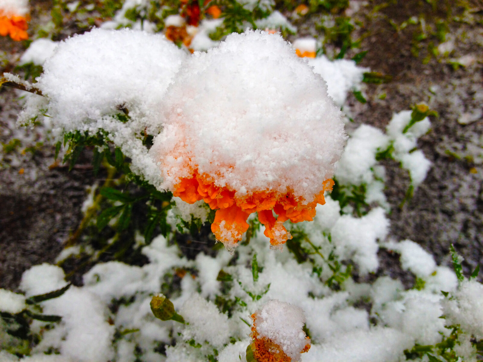 iPhone 4S back camera 4.28mm f/2.4 sample photo. Flower, snow, under photography