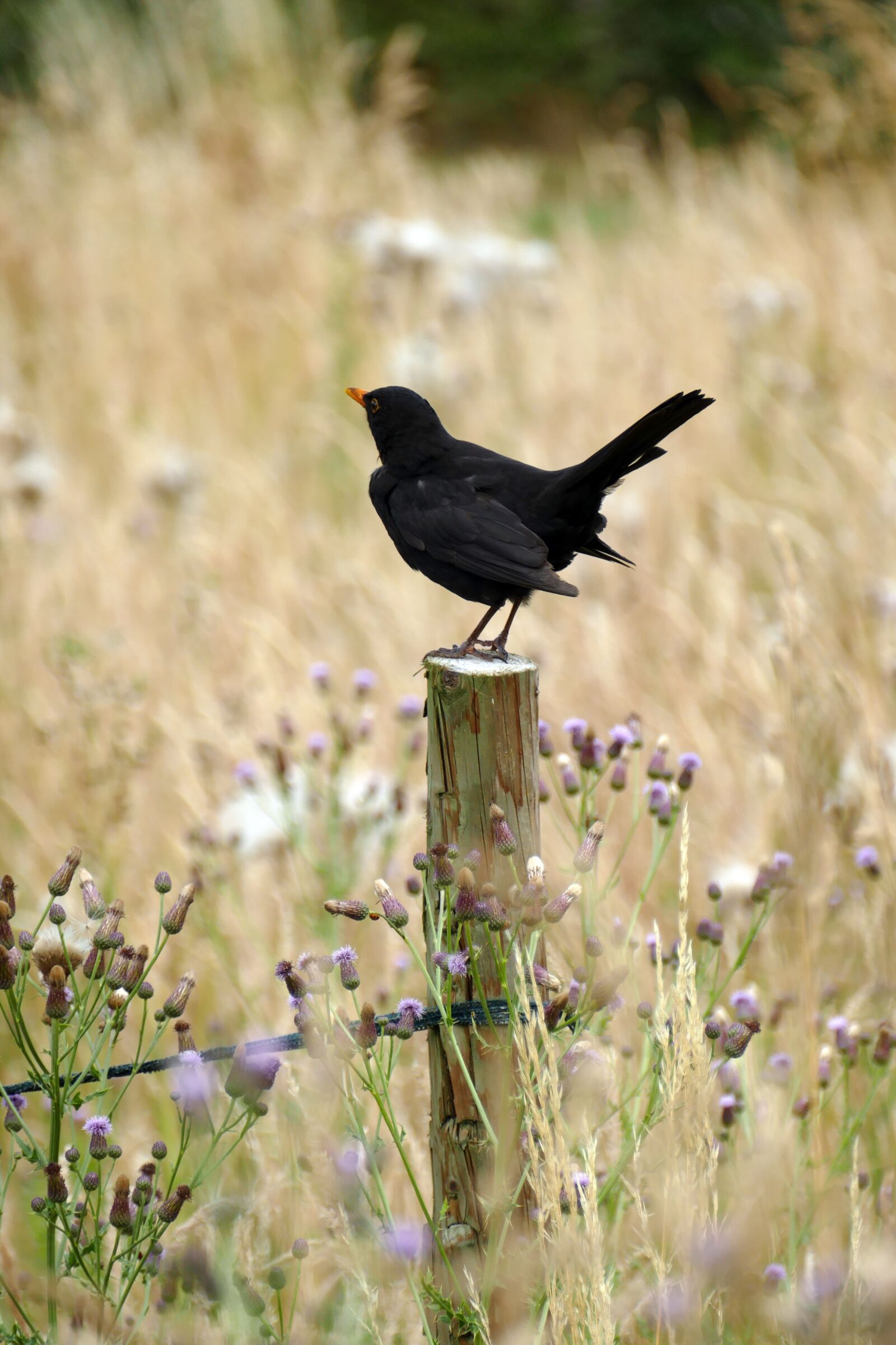 Panasonic Lumix DMC-FZ1000 sample photo. Blackbird, , fr merula photography
