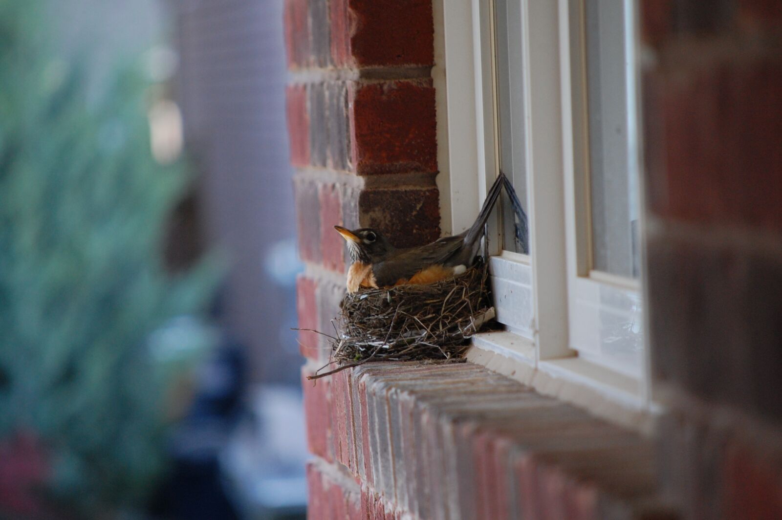 Nikon D40 sample photo. Robin, nest, egg photography