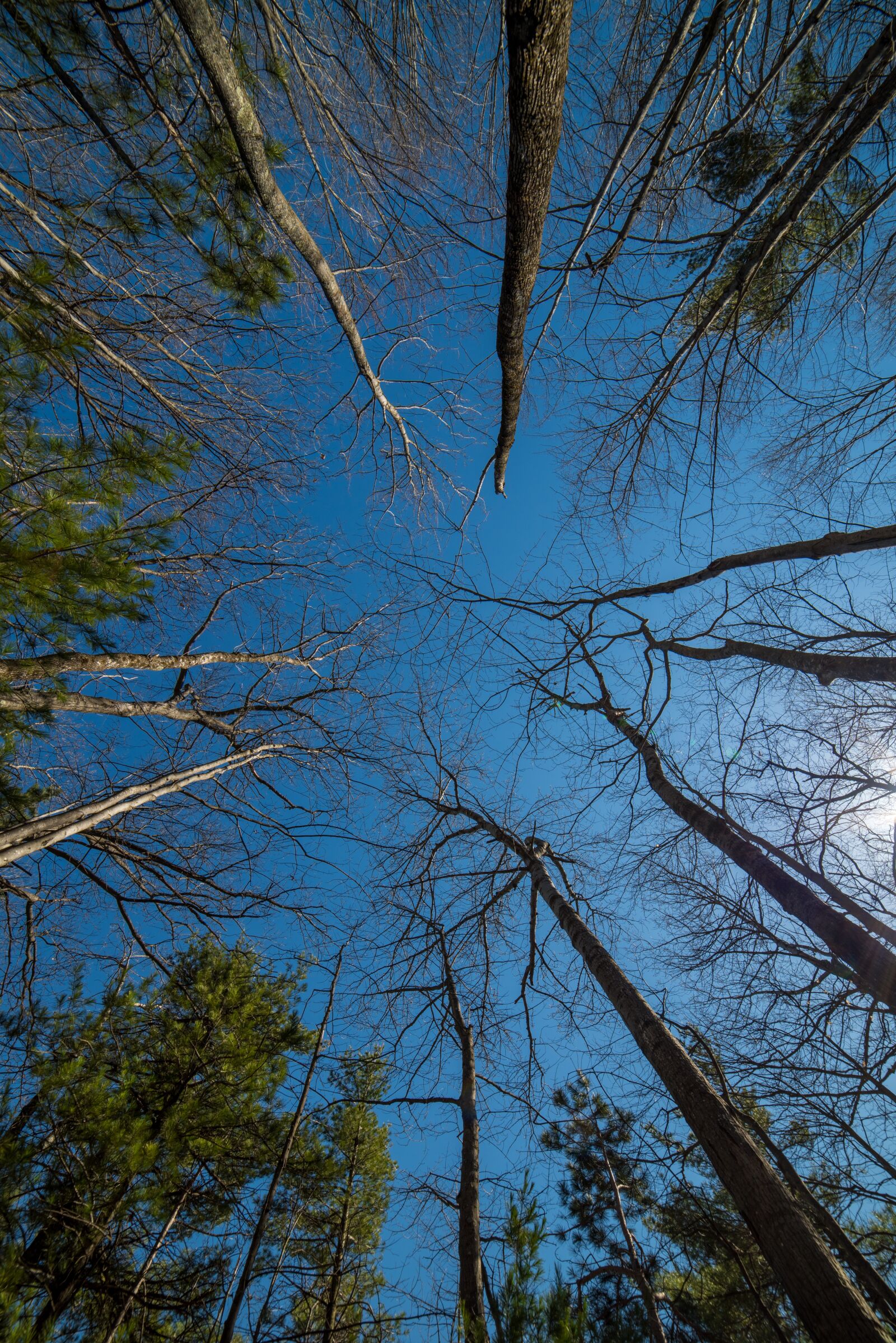 Nikon D810 sample photo. Trees, perspective, wood photography