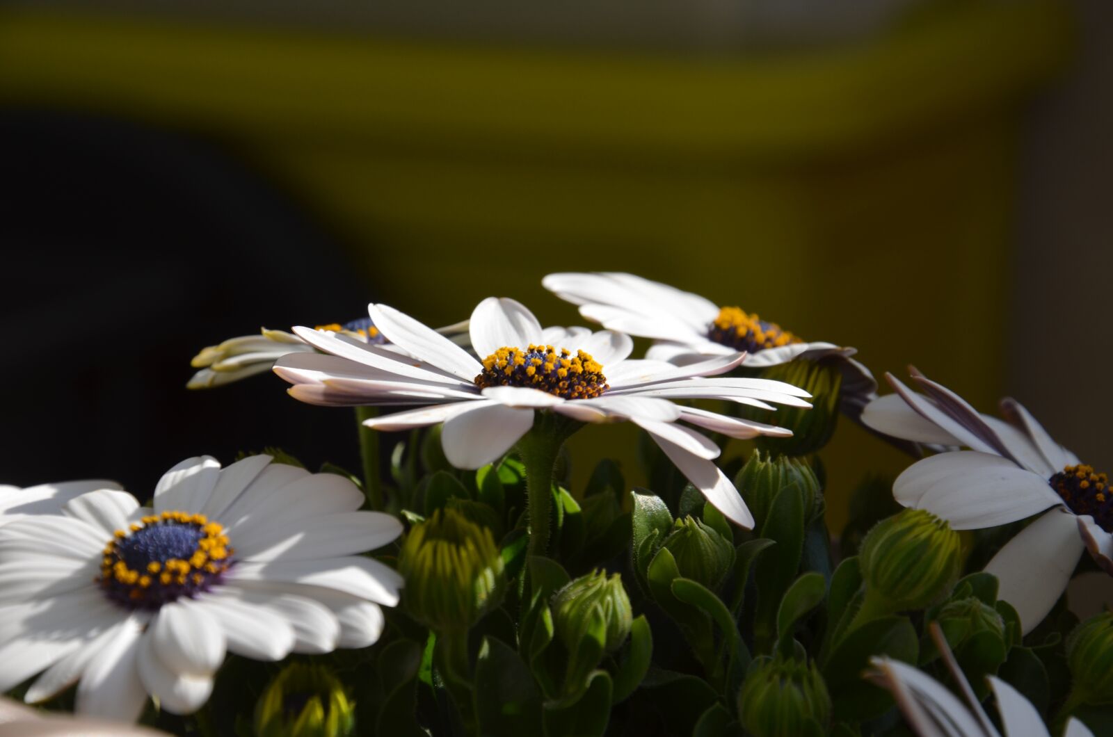 Nikon D5100 sample photo. Flower, white, orange photography