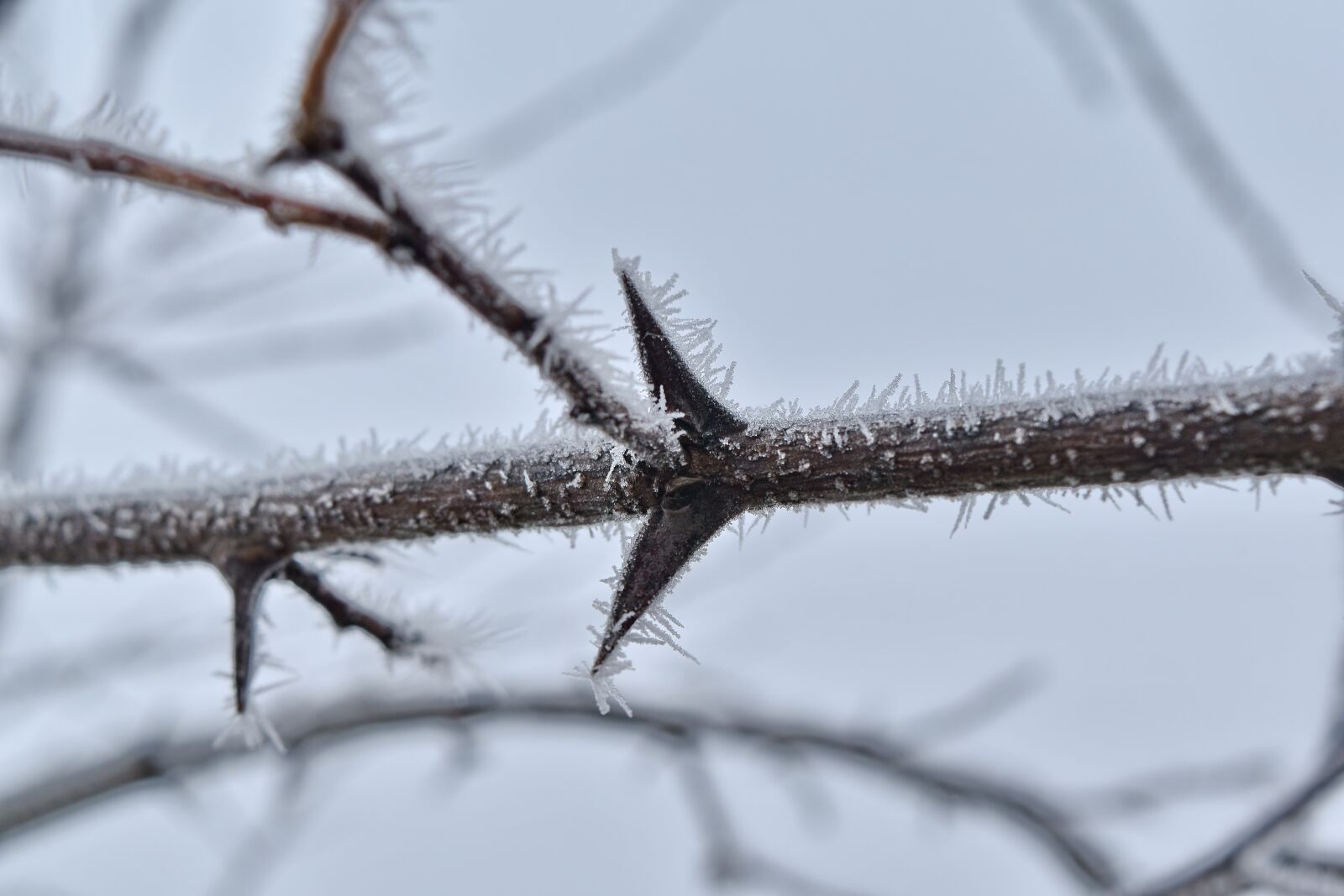 Nikon D5500 sample photo. Branches, cold, frozen, ice photography