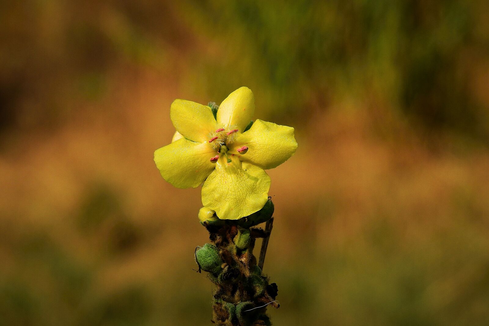 Nikon Coolpix P900 sample photo. Flower, meadow, nature photography
