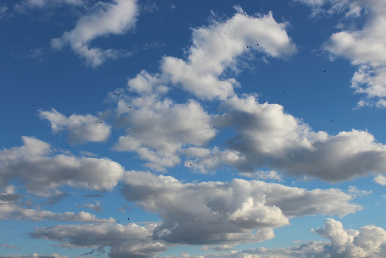 Canon EOS 600D (Rebel EOS T3i / EOS Kiss X5) sample photo. Sky, birds, freedom photography