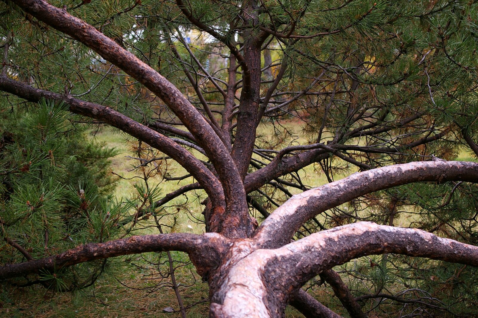 Samsung GX-1L sample photo. Unique, tree, brand photography