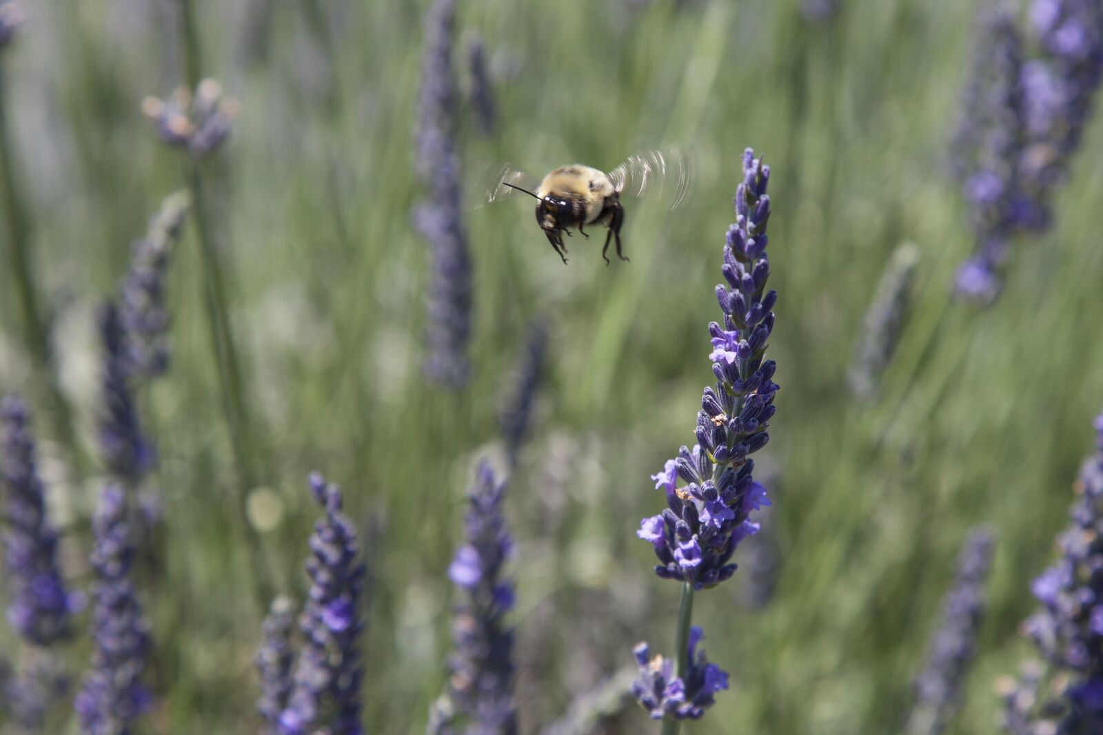 Canon EOS 5D Mark II sample photo. Agriculture, sage, aromatic photography