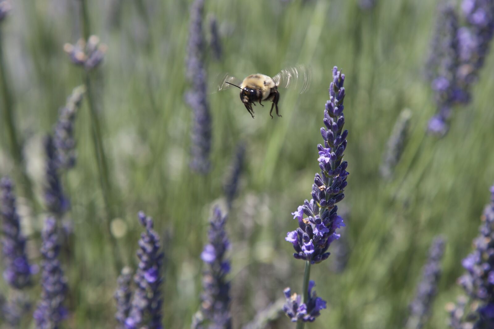 Canon EOS 5D Mark II + Canon EF 24-105mm F4L IS USM sample photo. Agriculture, sage, aromatic photography