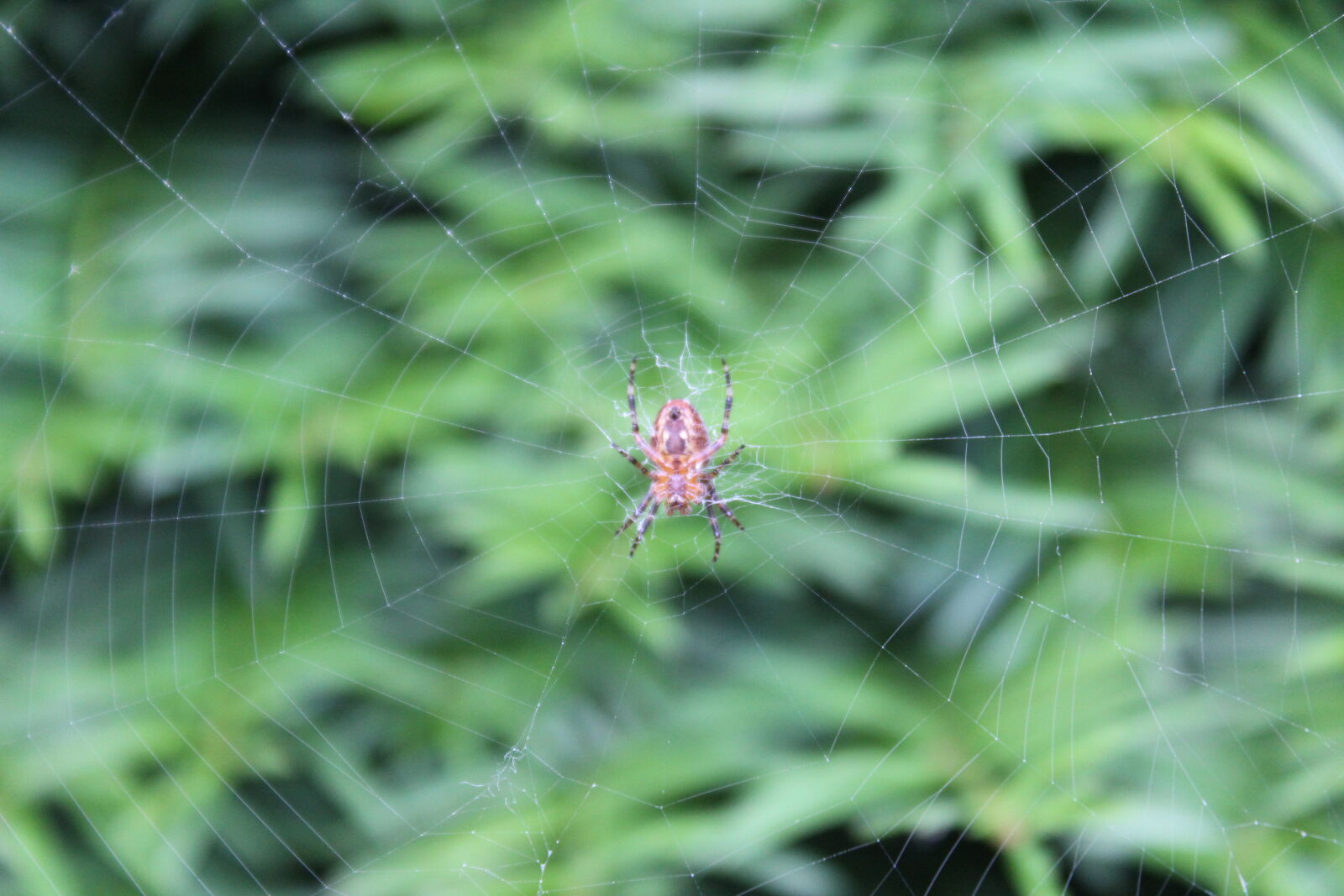 Canon EOS 600D (Rebel EOS T3i / EOS Kiss X5) sample photo. Lionface, nature, spider, spider photography