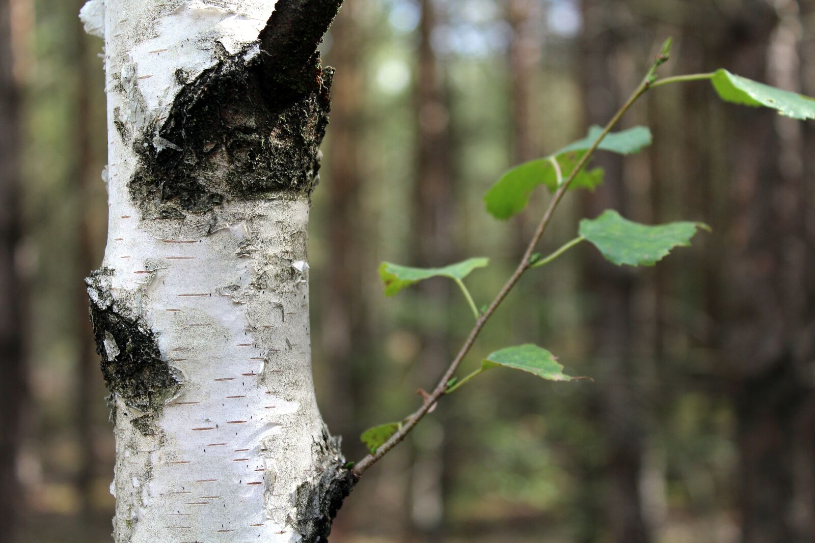 Canon EOS 1200D (EOS Rebel T5 / EOS Kiss X70 / EOS Hi) sample photo. Birch, forest, the bark photography