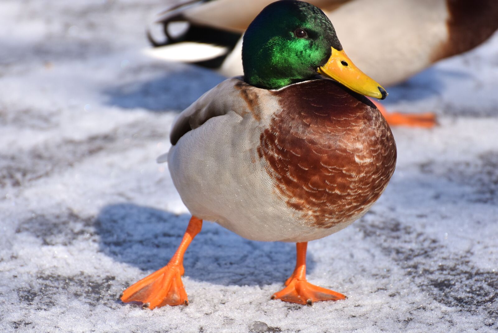 Nikon D7200 sample photo. Mallard, males, snow photography