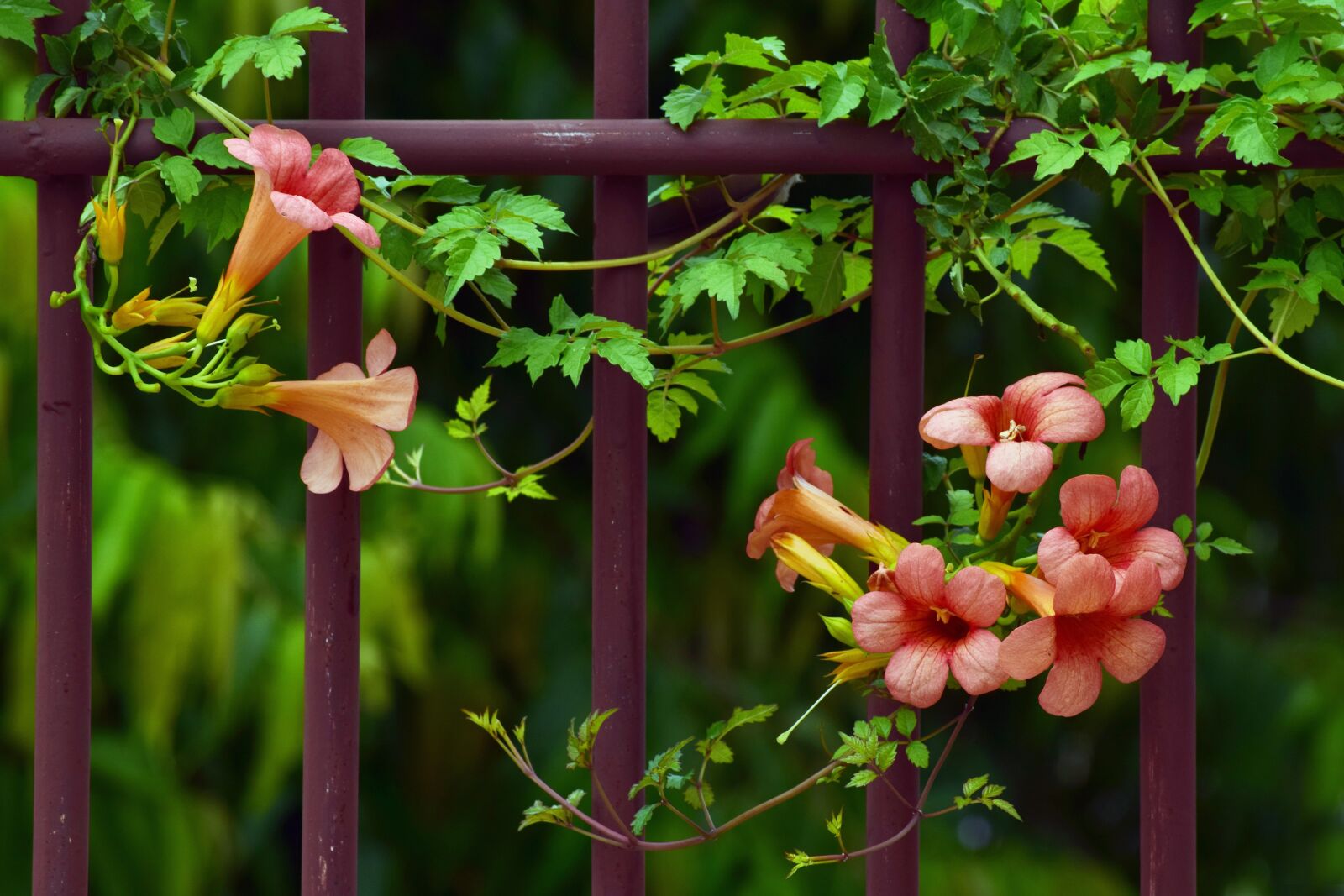 Nikon D5300 sample photo. Flower, nature, leaf photography