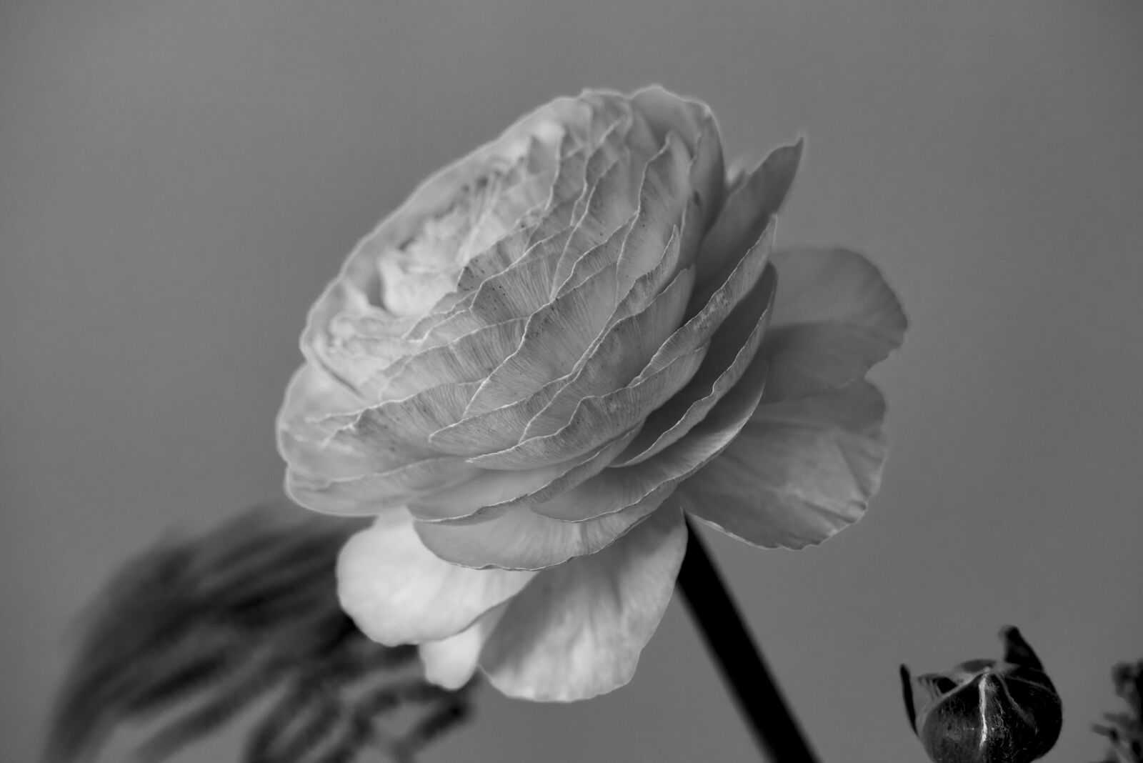 Nikon D750 sample photo. Flower, ranunculus, blossom photography