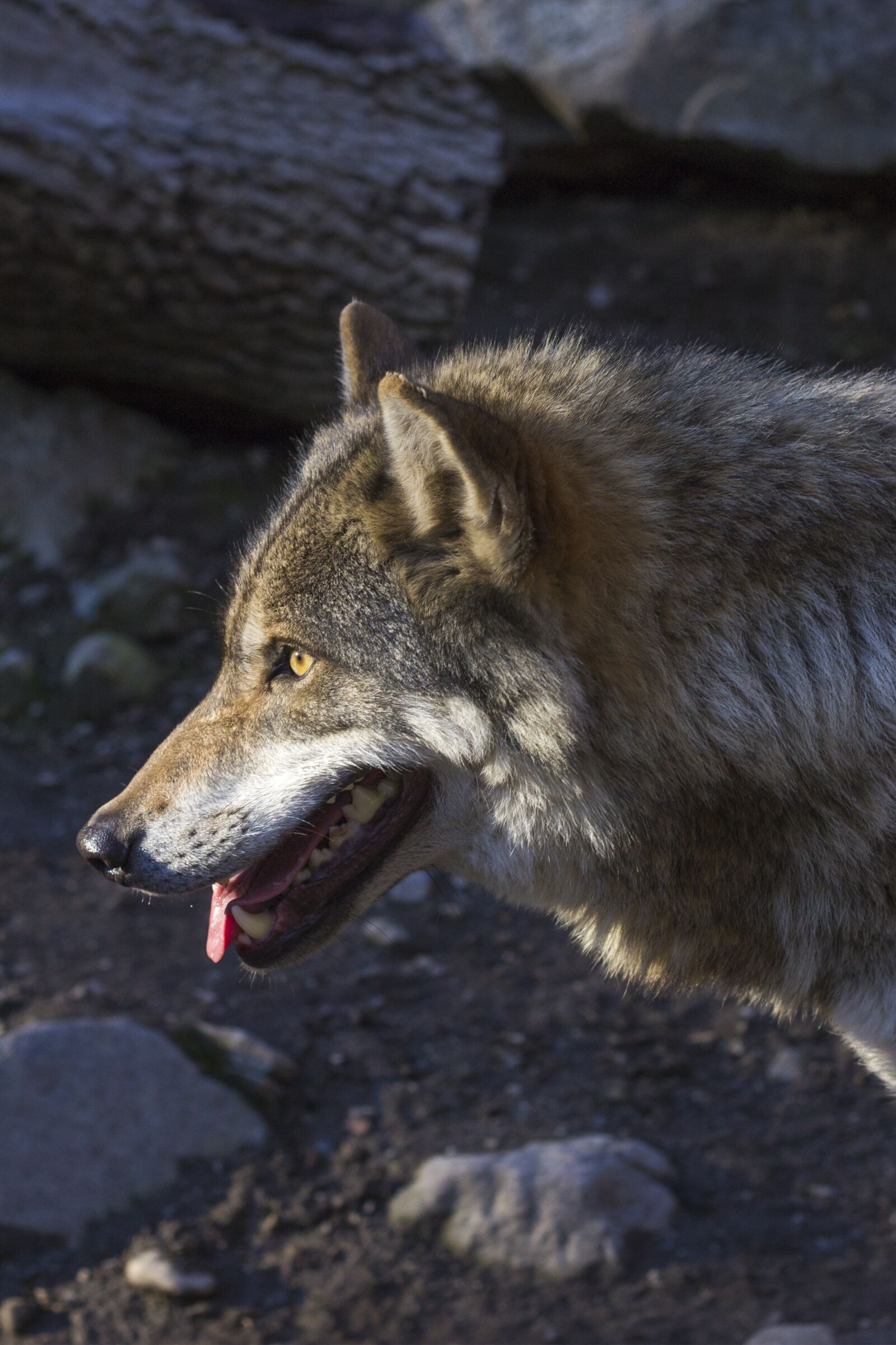 Canon EOS 60D + Canon EF 50mm F1.8 II sample photo. Wolf, canis lupus, predator photography
