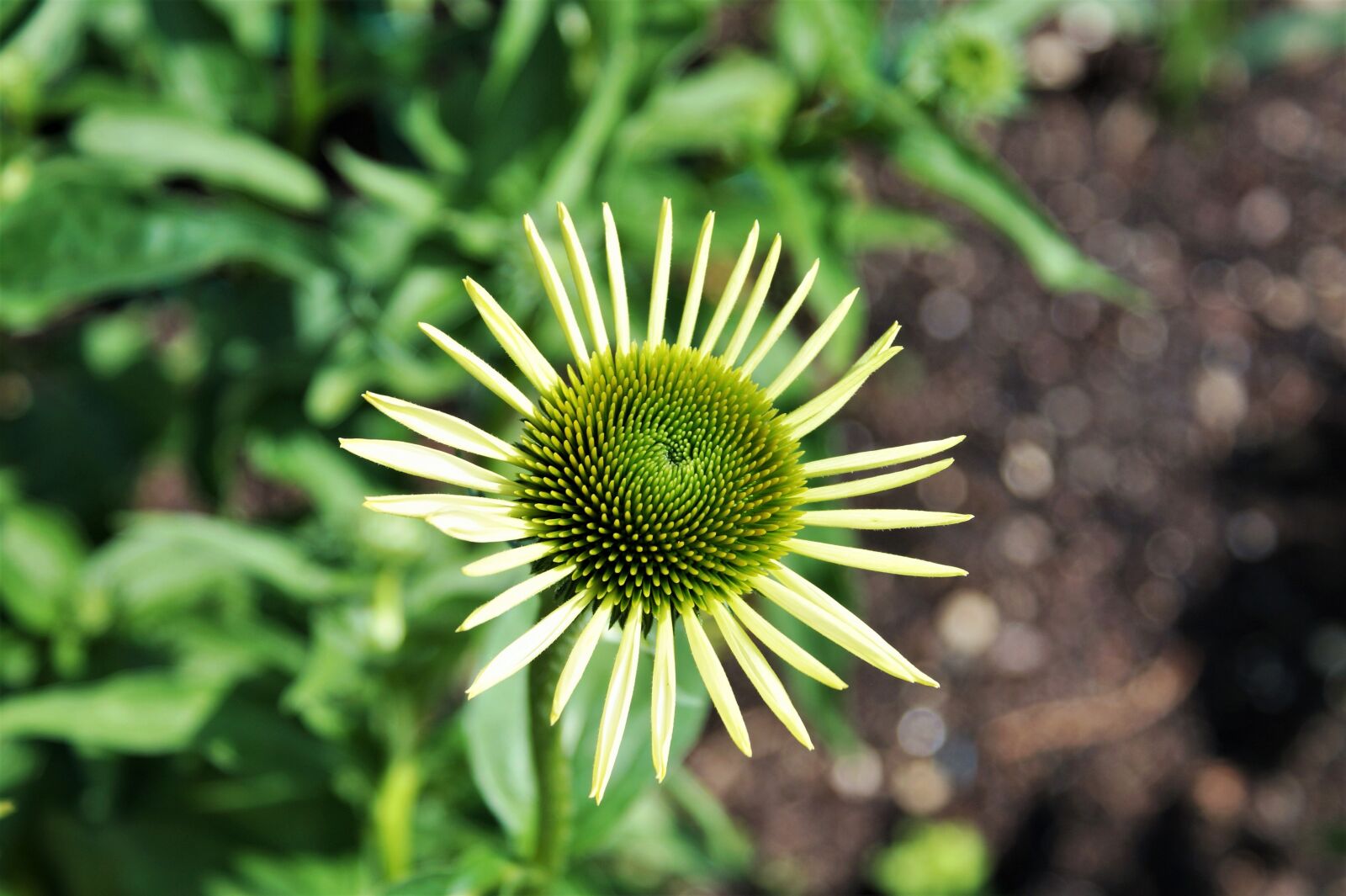 Sony SLT-A58 sample photo. Flower, coneflower, ecinaceu photography