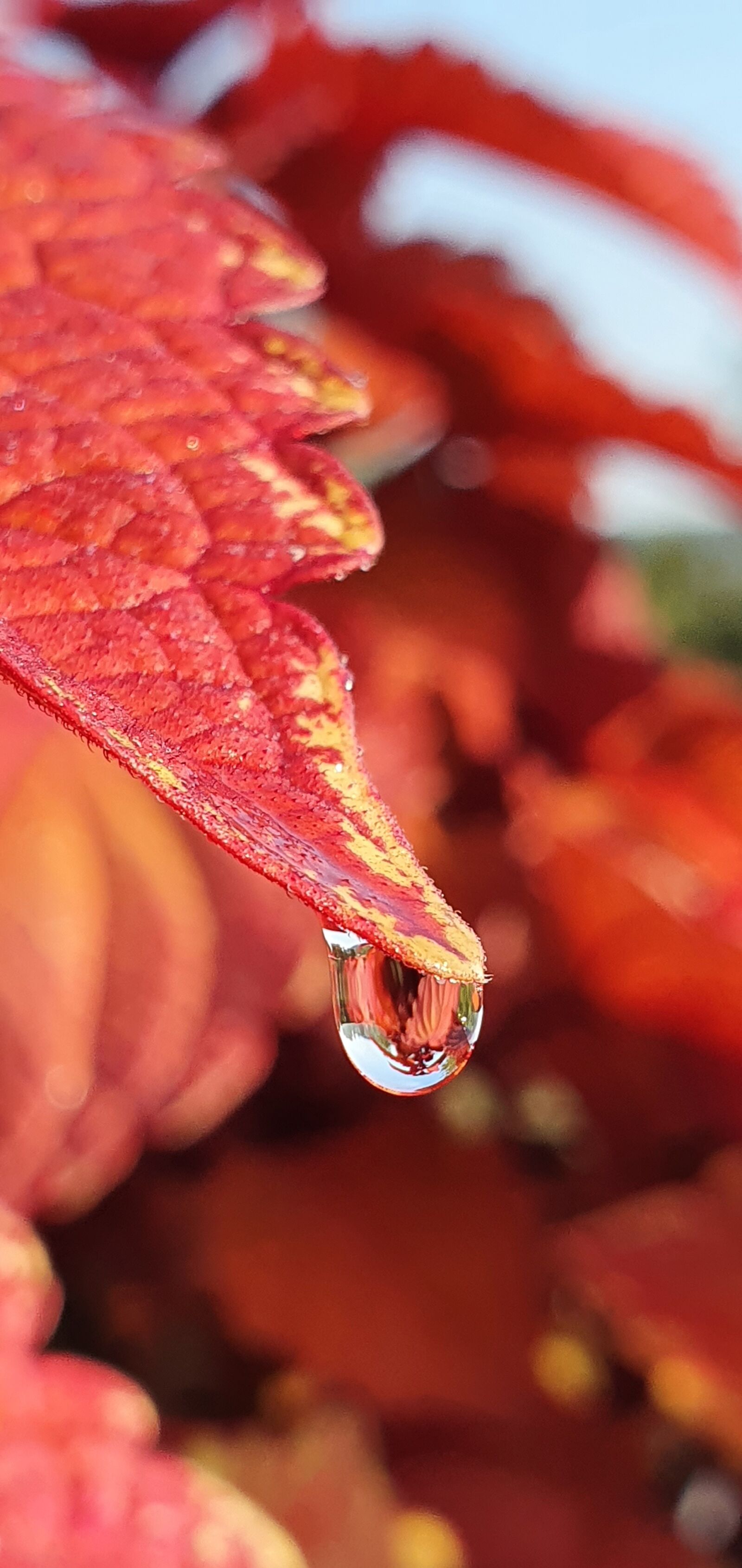 Samsung SM-G975F sample photo. Colorful nettle, drip, red photography
