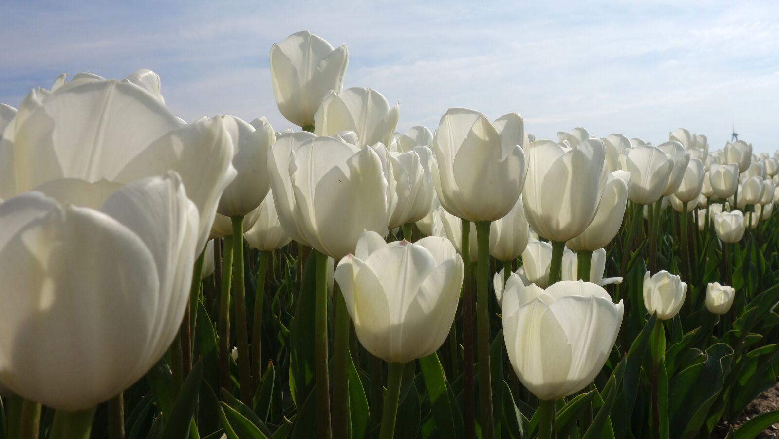 Sony Cyber-shot DSC-RX100 sample photo. Tulips, white, tulip fields photography