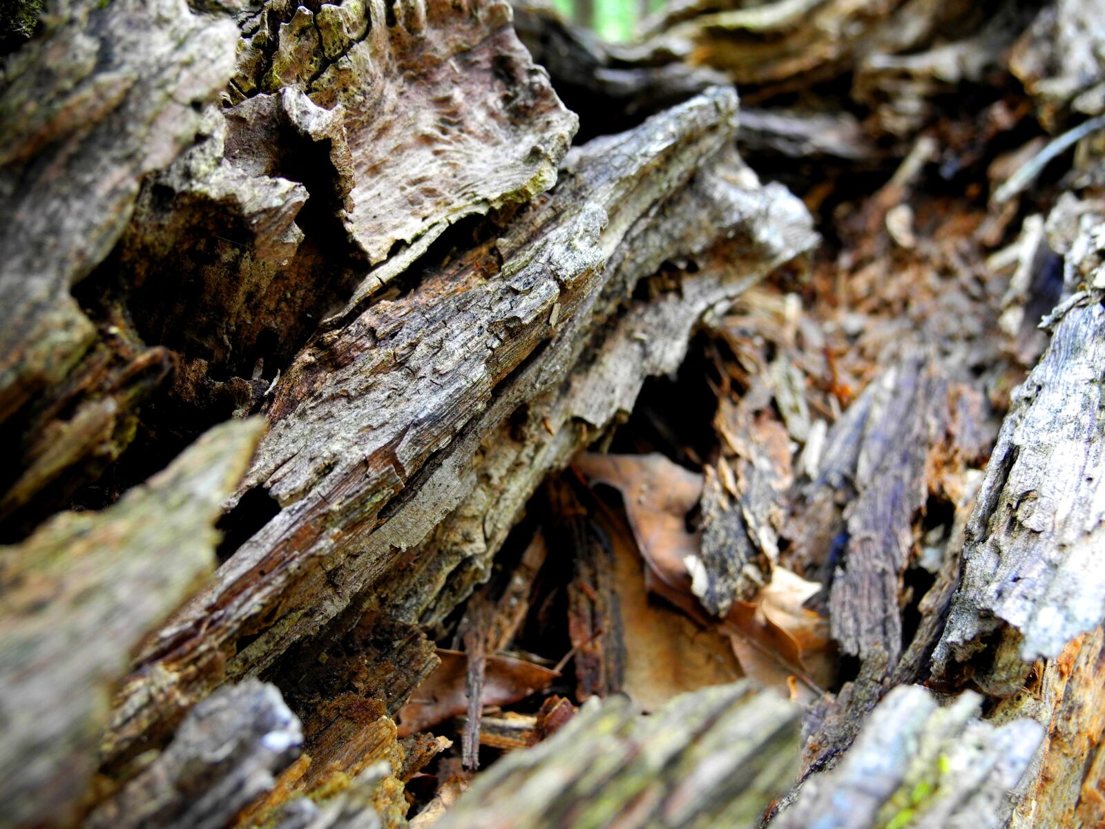Nikon Coolpix P7000 sample photo. Wood, old, dead photography