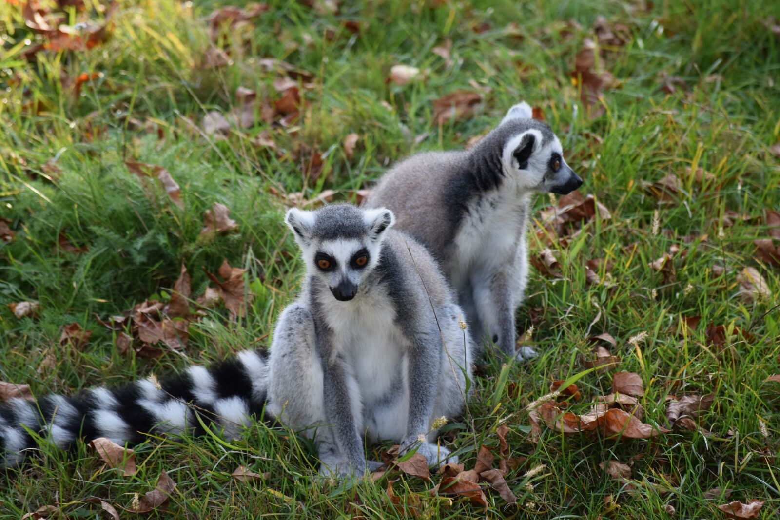 Nikon D3300 sample photo. Maki, ringtail, lemus photography
