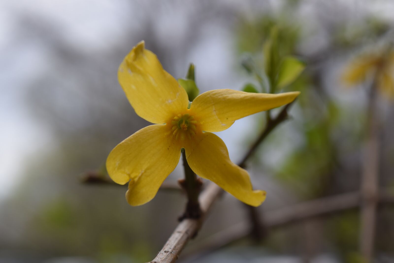 Nikon D3300 sample photo. Yellow flower, flower, spring photography