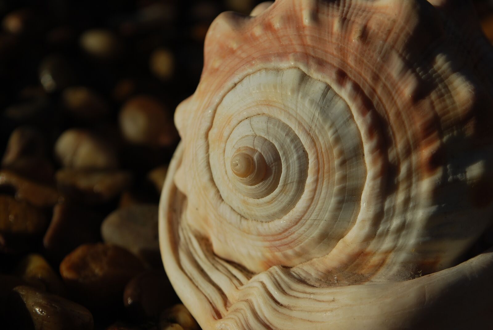 Nikon D40X sample photo. Fibonacci, spiral, seashell photography