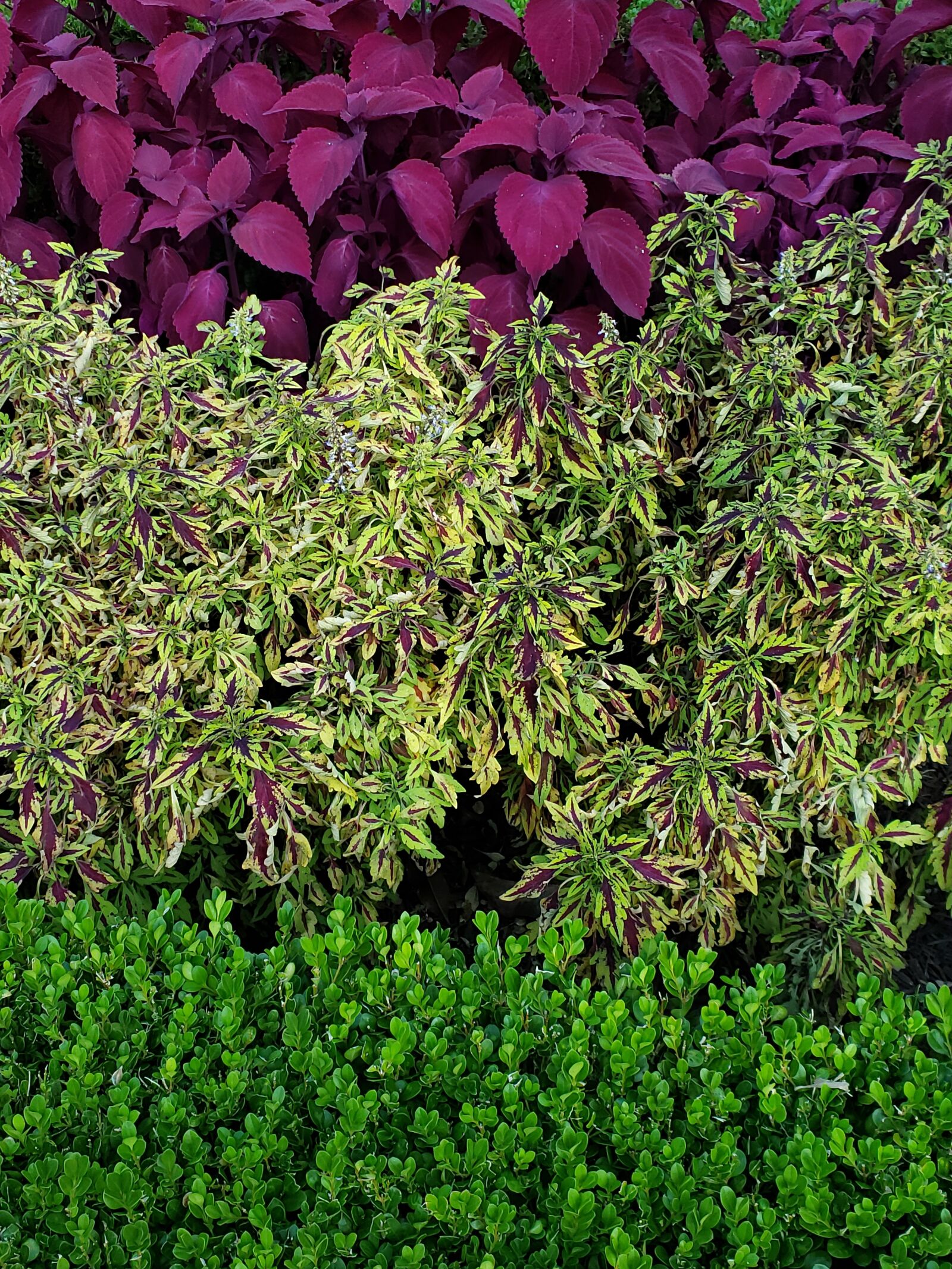 Samsung Galaxy S9+ sample photo. Bushes, garden, floral photography