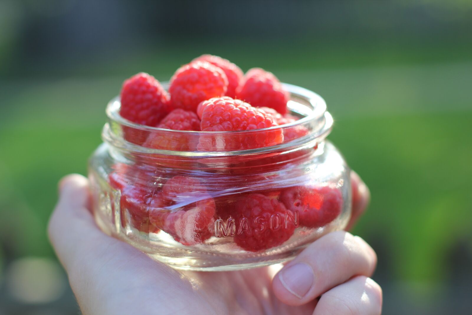 Canon EOS 550D (EOS Rebel T2i / EOS Kiss X4) sample photo. Raspberries, fresh, fruit photography